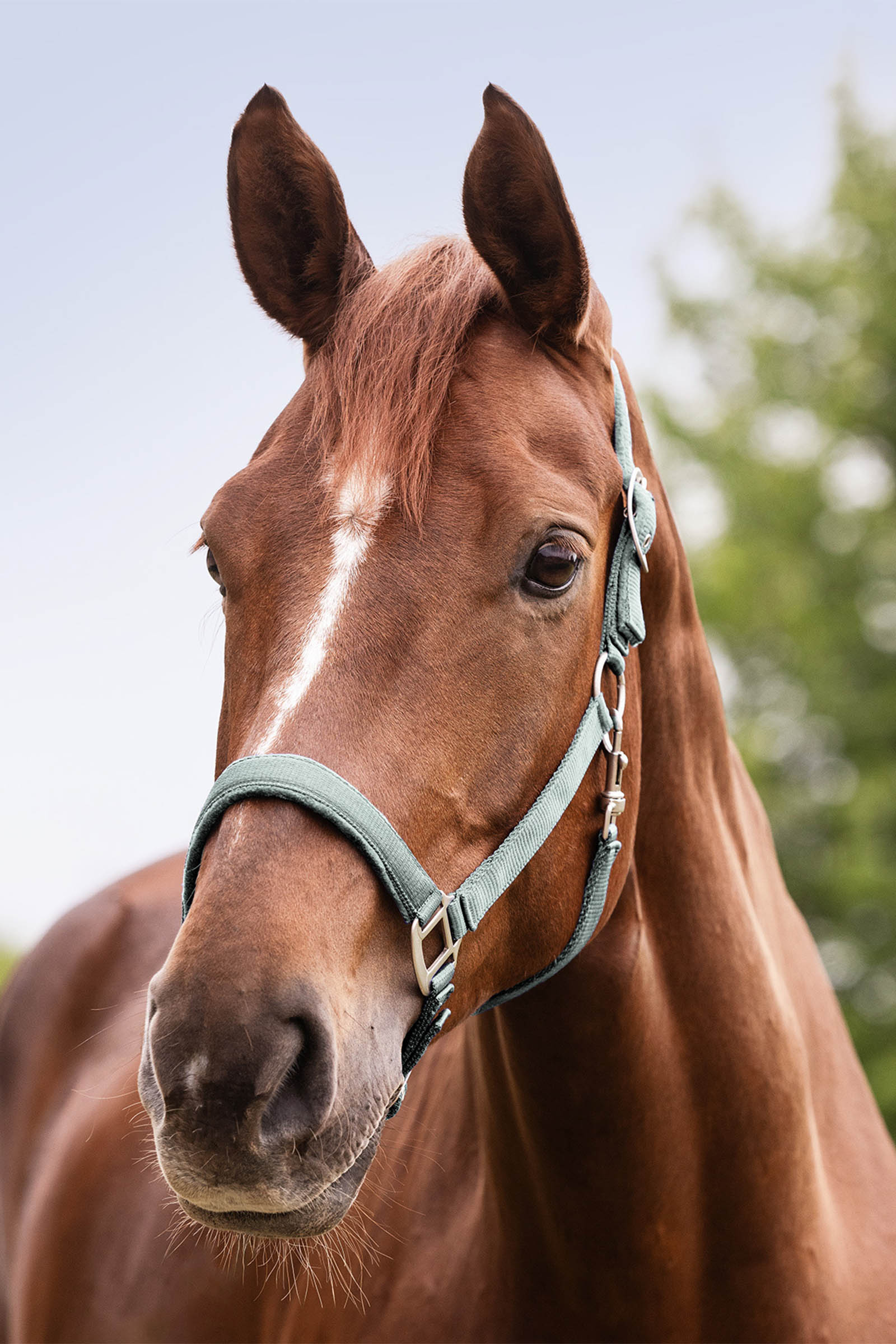 Waldhausen Perlon Grime