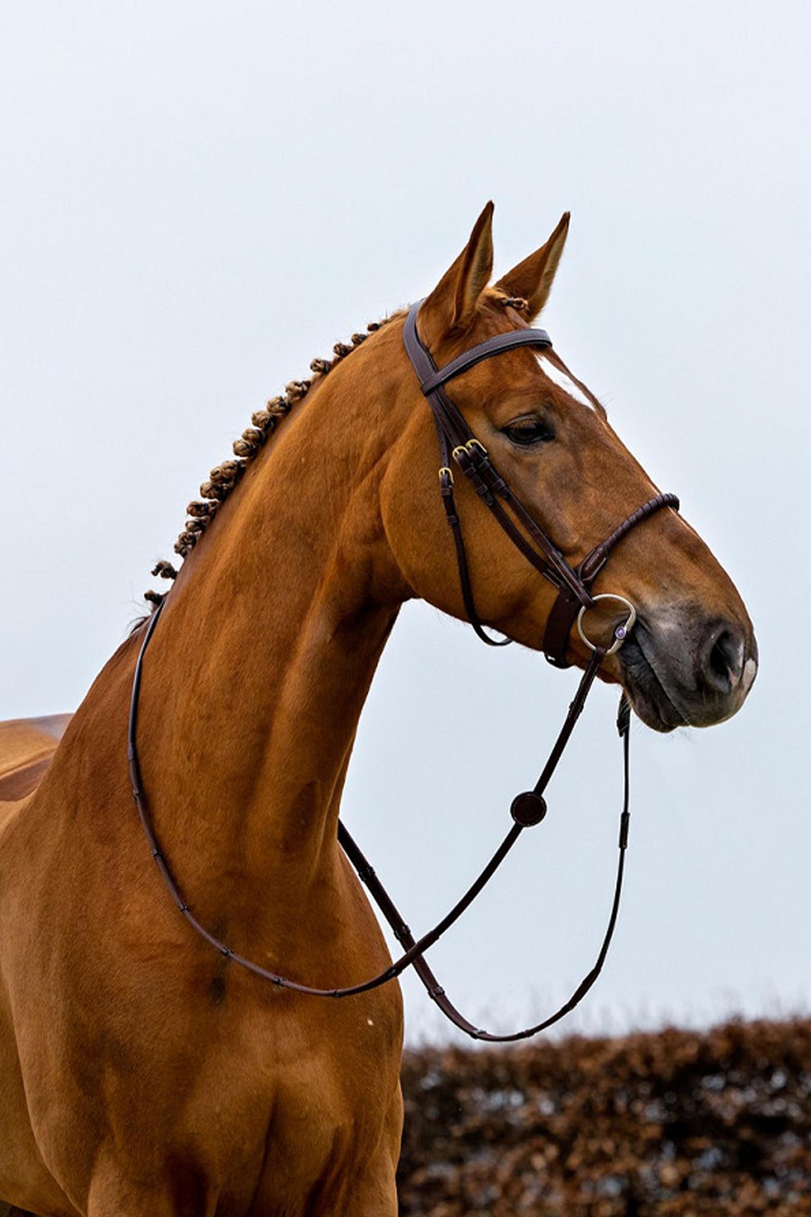 Trust Equestrian Dublin Tau-Nesereim Hodelag med overtrekk