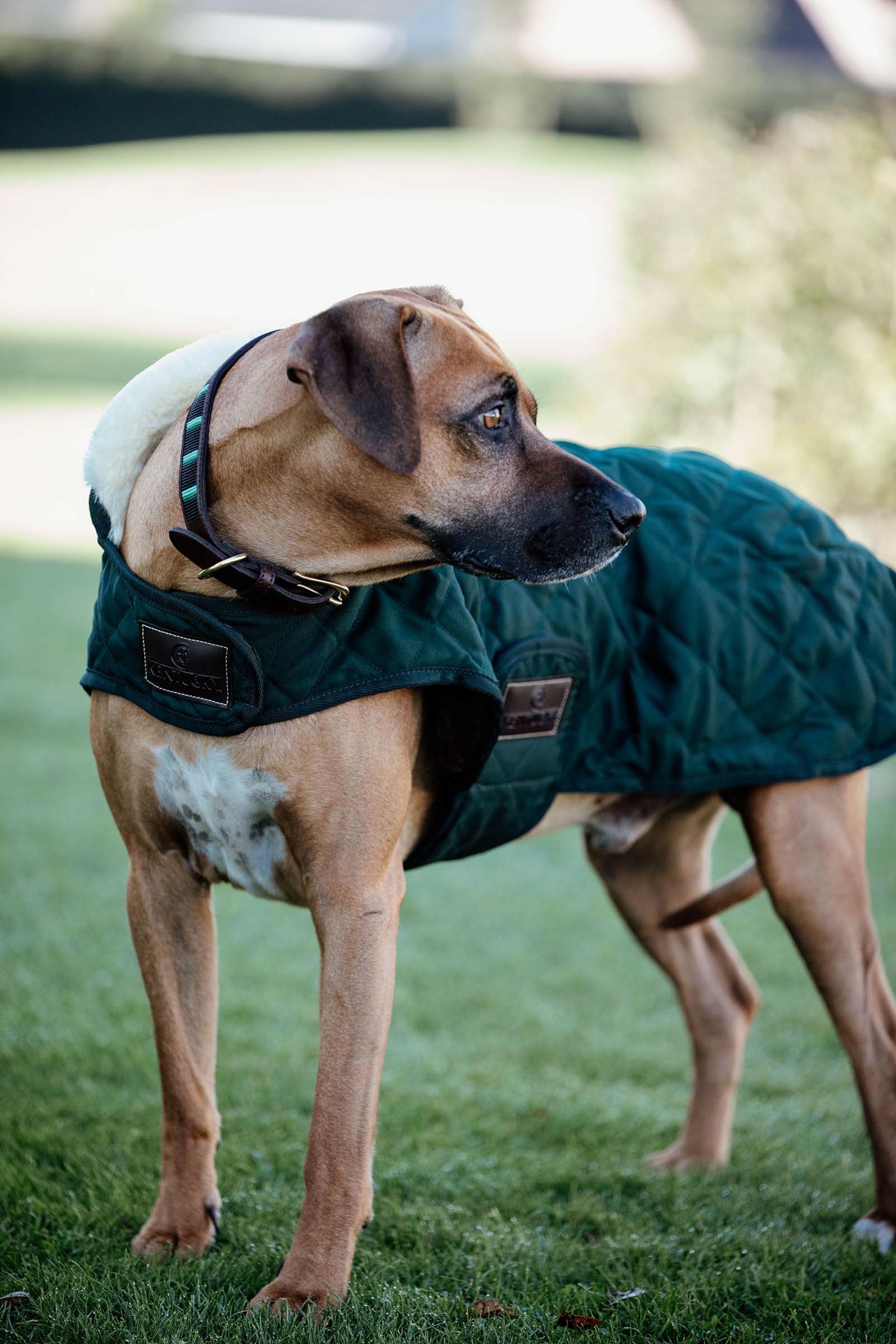 Dark Green Kentucky Dogwear hundedekken