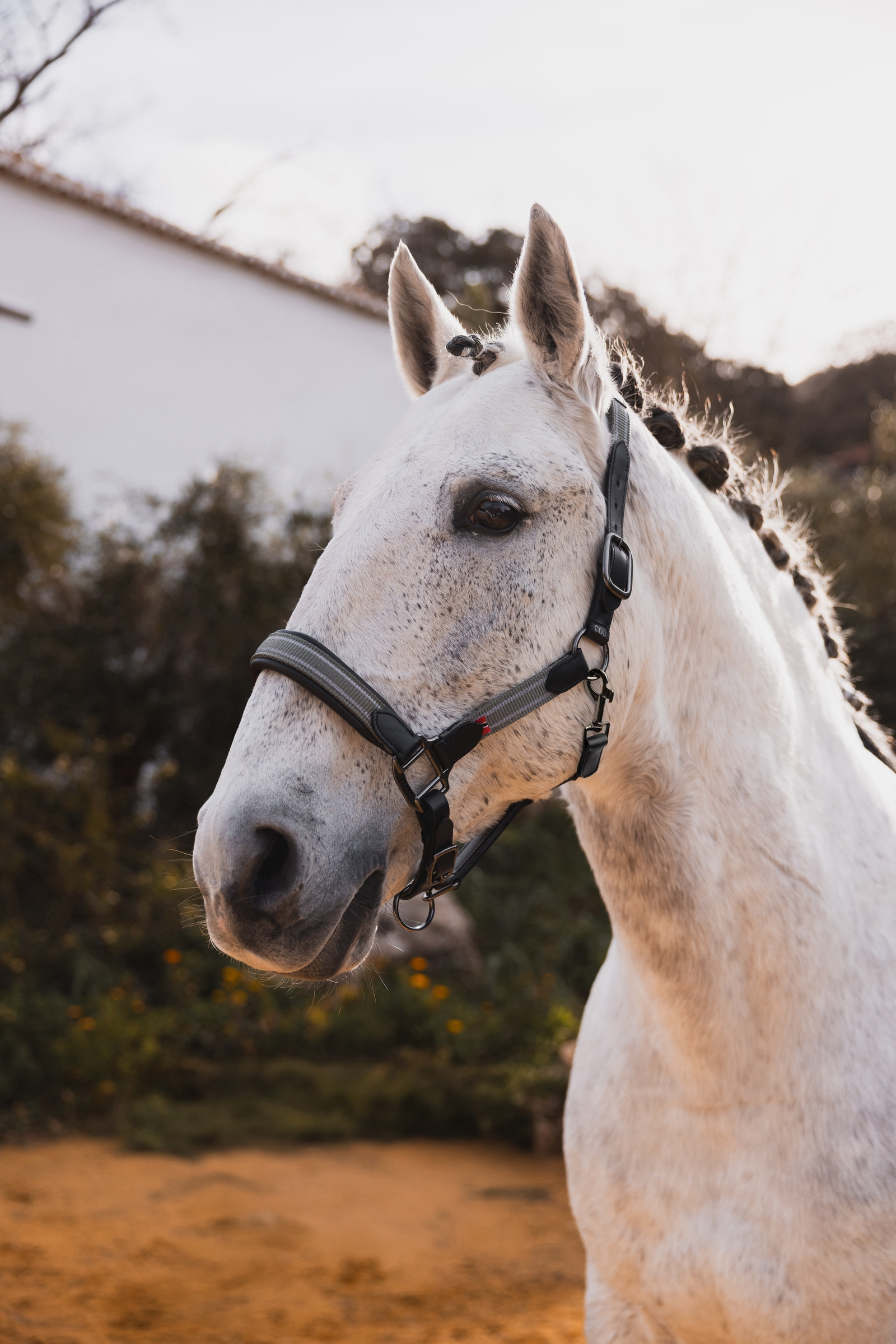 B Vertigo Lennox lærgrime