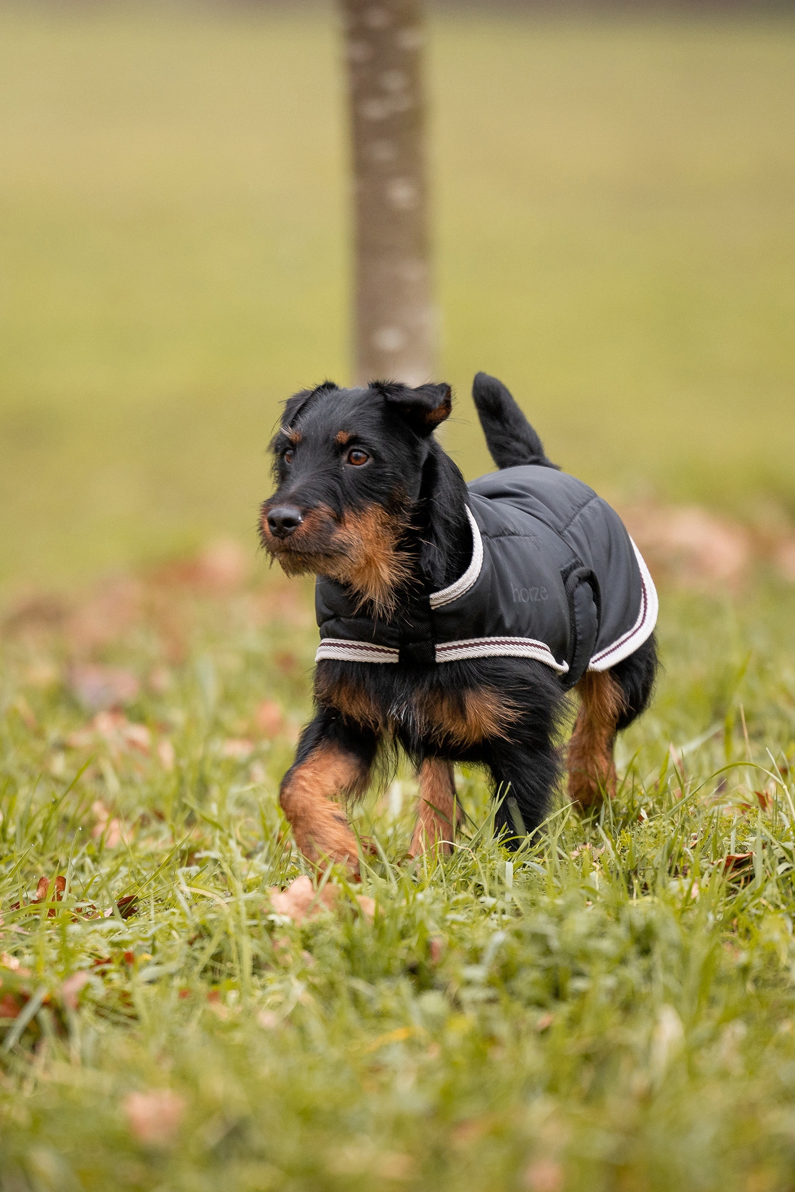 Horze Sudbury 2-i-1 hundedekken, 0 og 100 gram