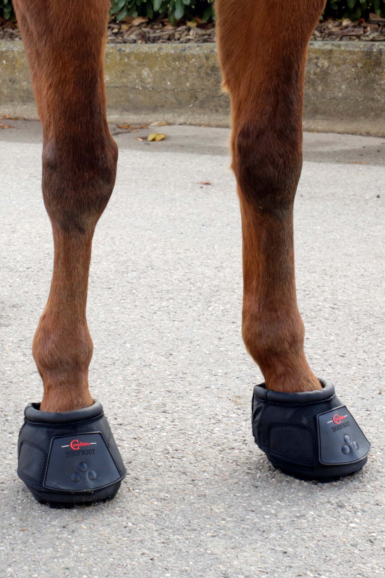 Covalliero hovsko (1 stk)