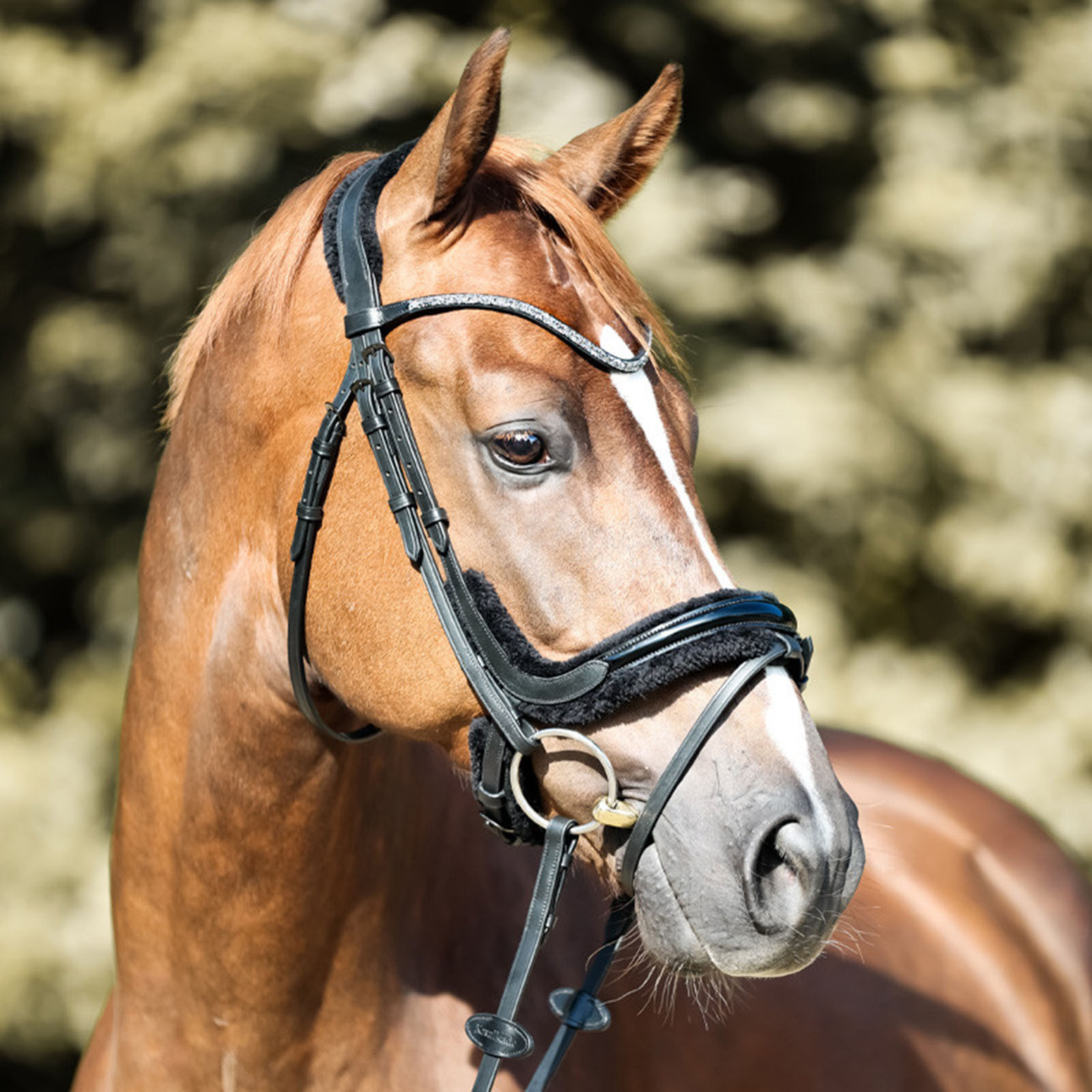 Kavalkade Ivella KavalSh4 hodelag