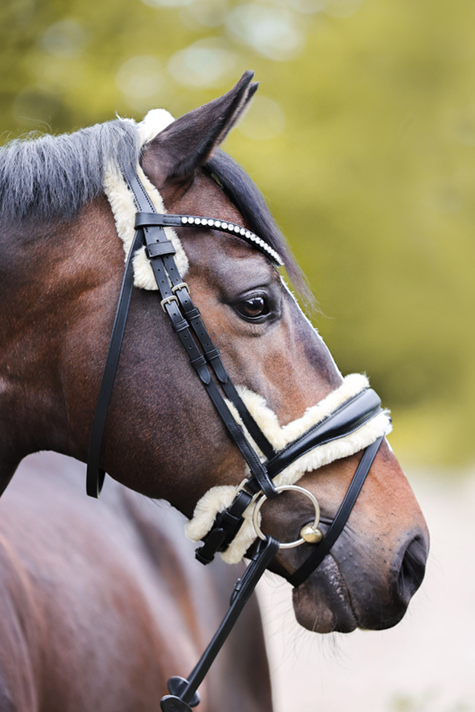 Kavalkade Joyce KavalSH4 Hodelag