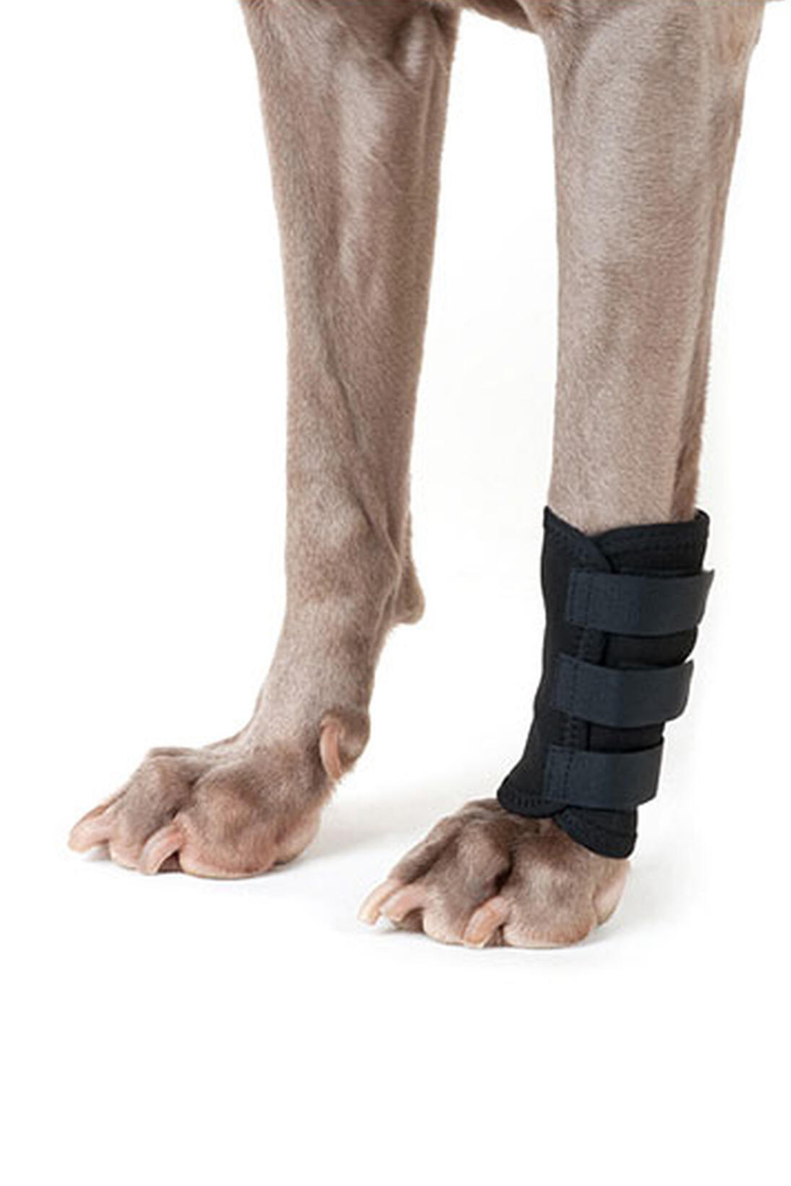 Back on Track beinbelegg til hund (1 stk)