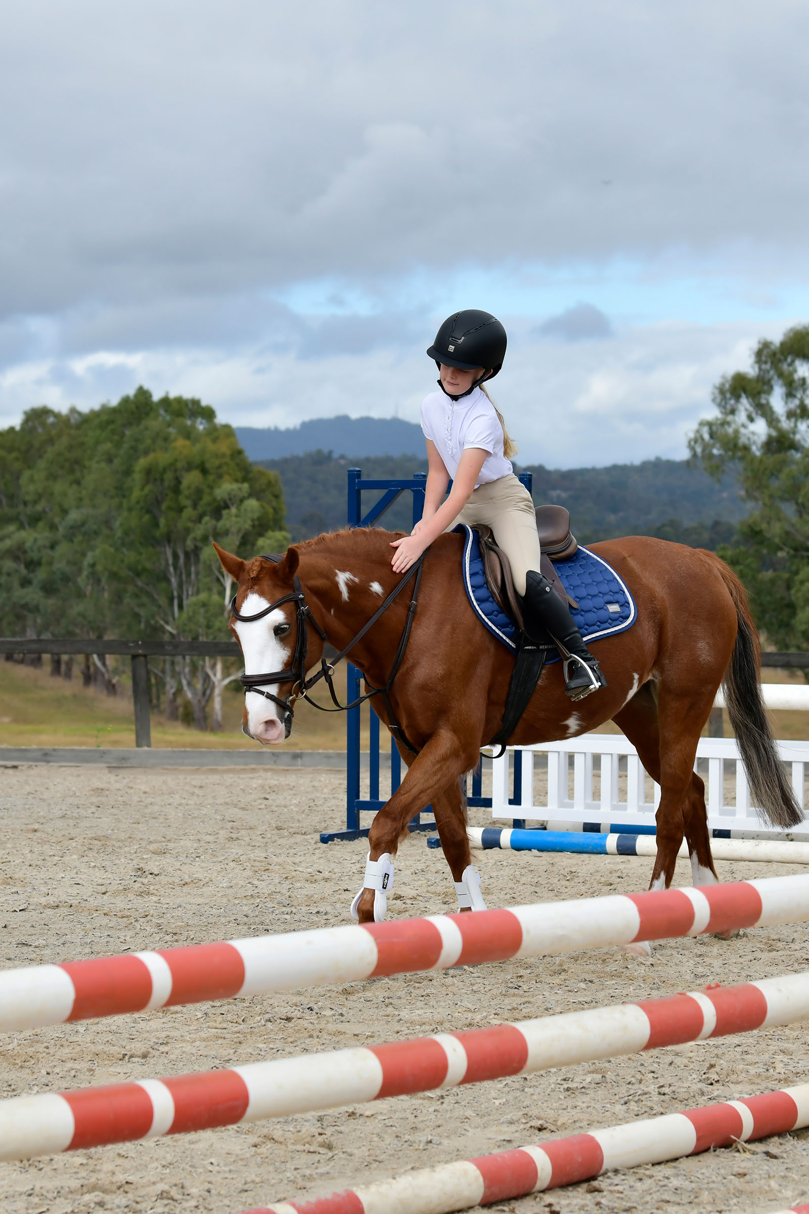 Collegiate Comfitec Opulux enkel, polstret hodelag med kombinert hannoveransk nesereim