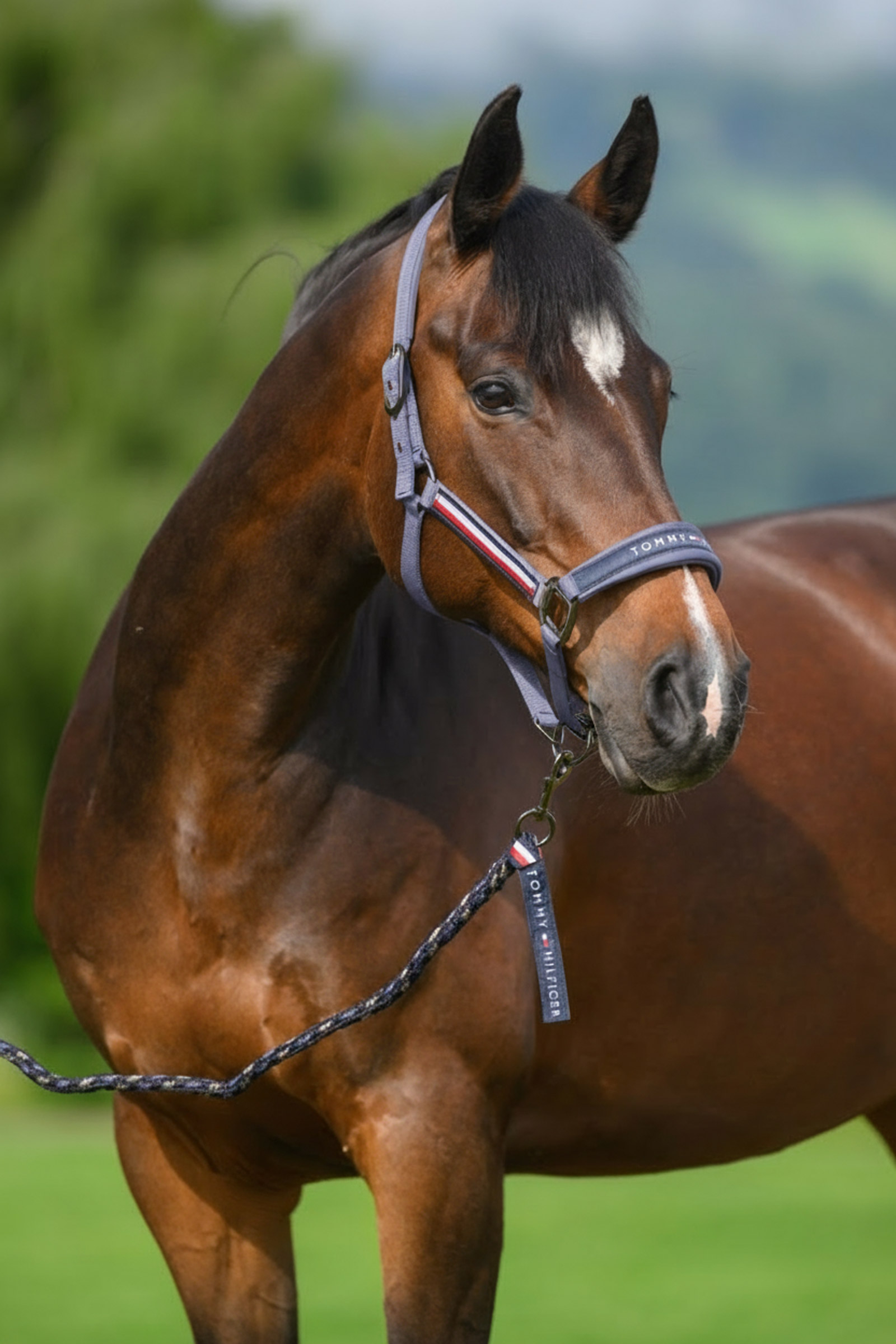 Faded Indigo Tommy Hilfiger Equestrian Yale grime- og leietausett