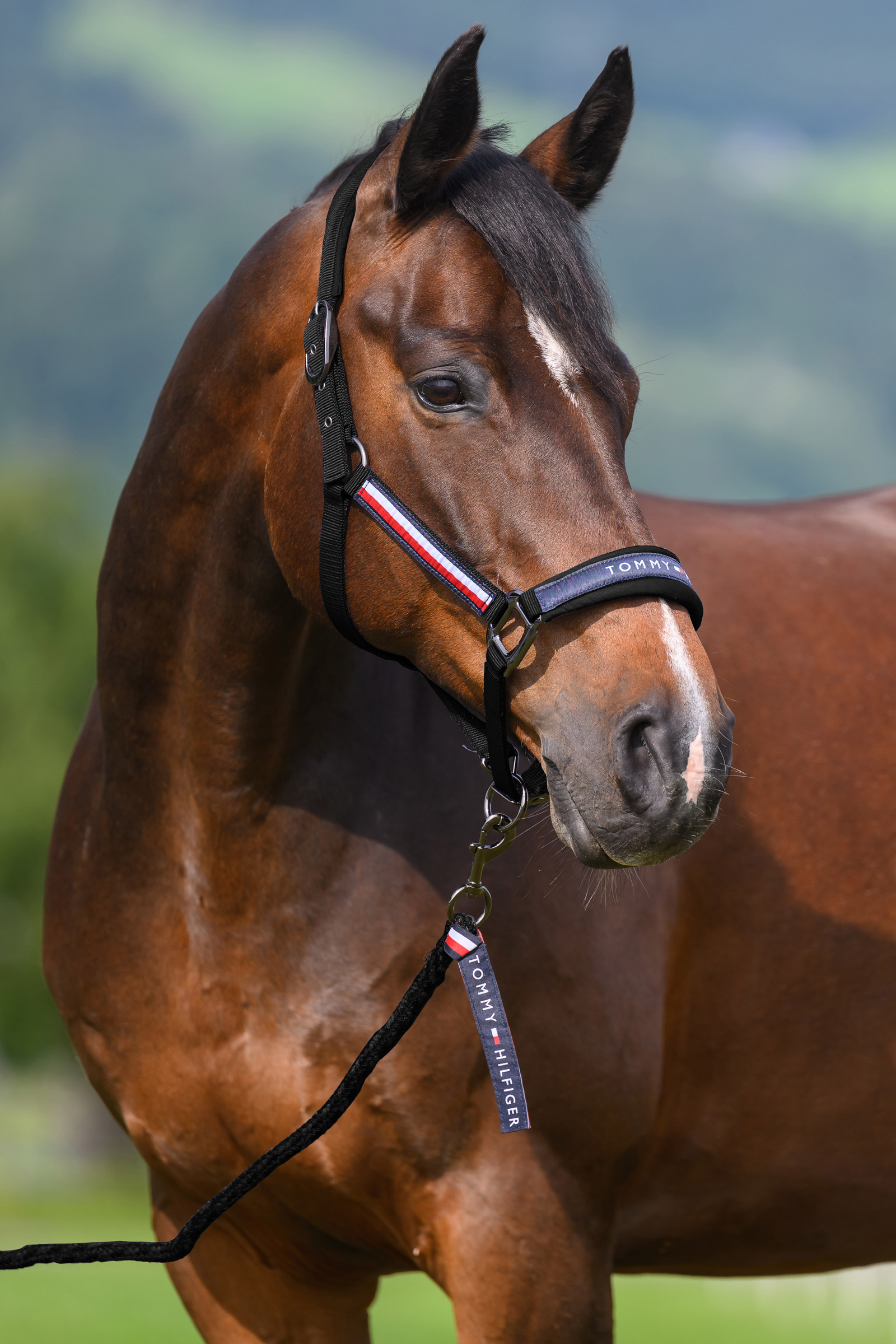 Black Tommy Hilfiger Equestrian Yale grime- og leietausett