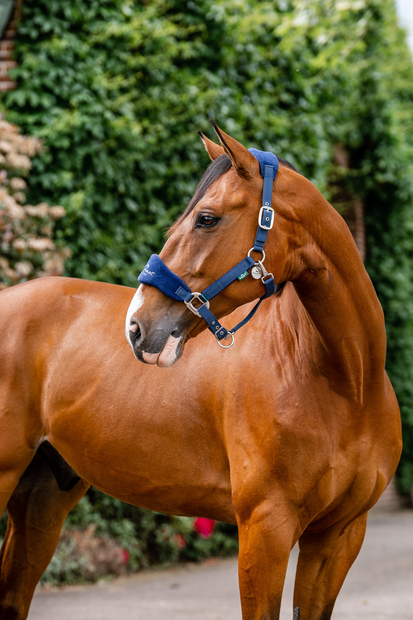 Navy Horseware Signature Pleie Hodeb&aring;nd