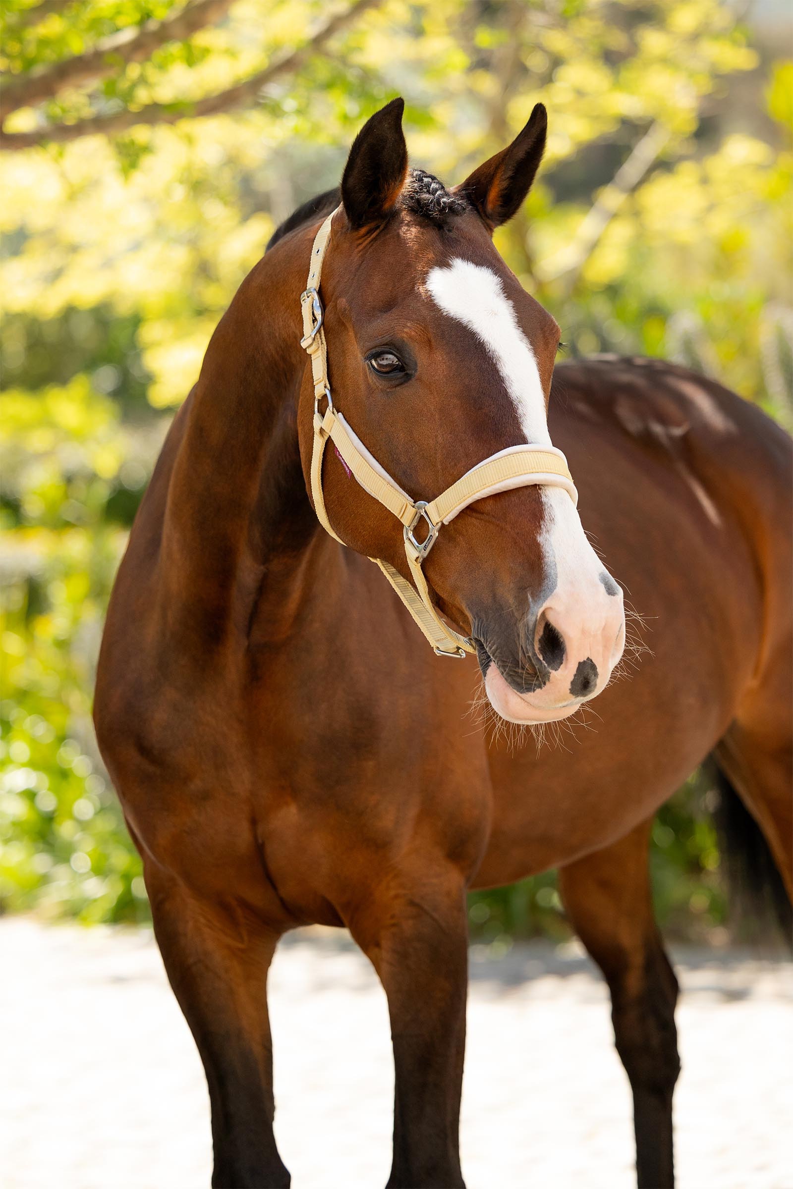 LeMieux Versailles grime