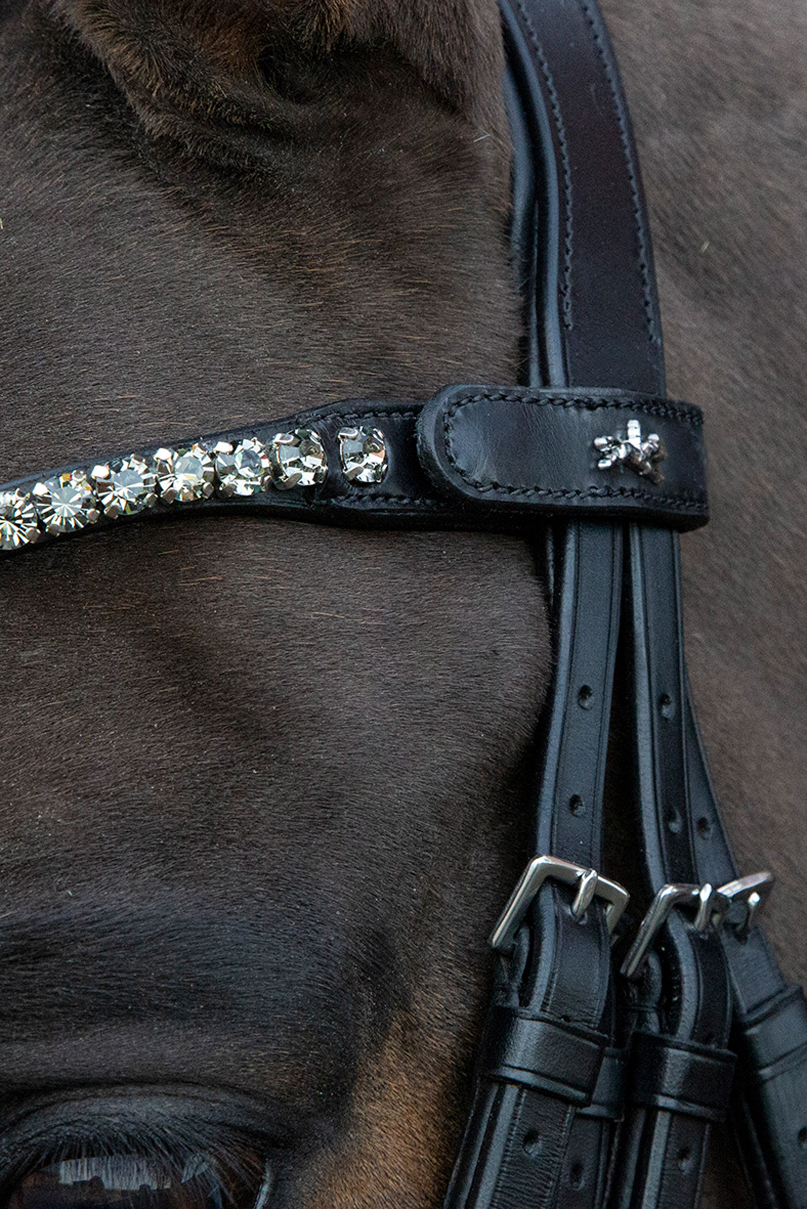 Schockem&ouml;hle Sports Milazzo Kandar