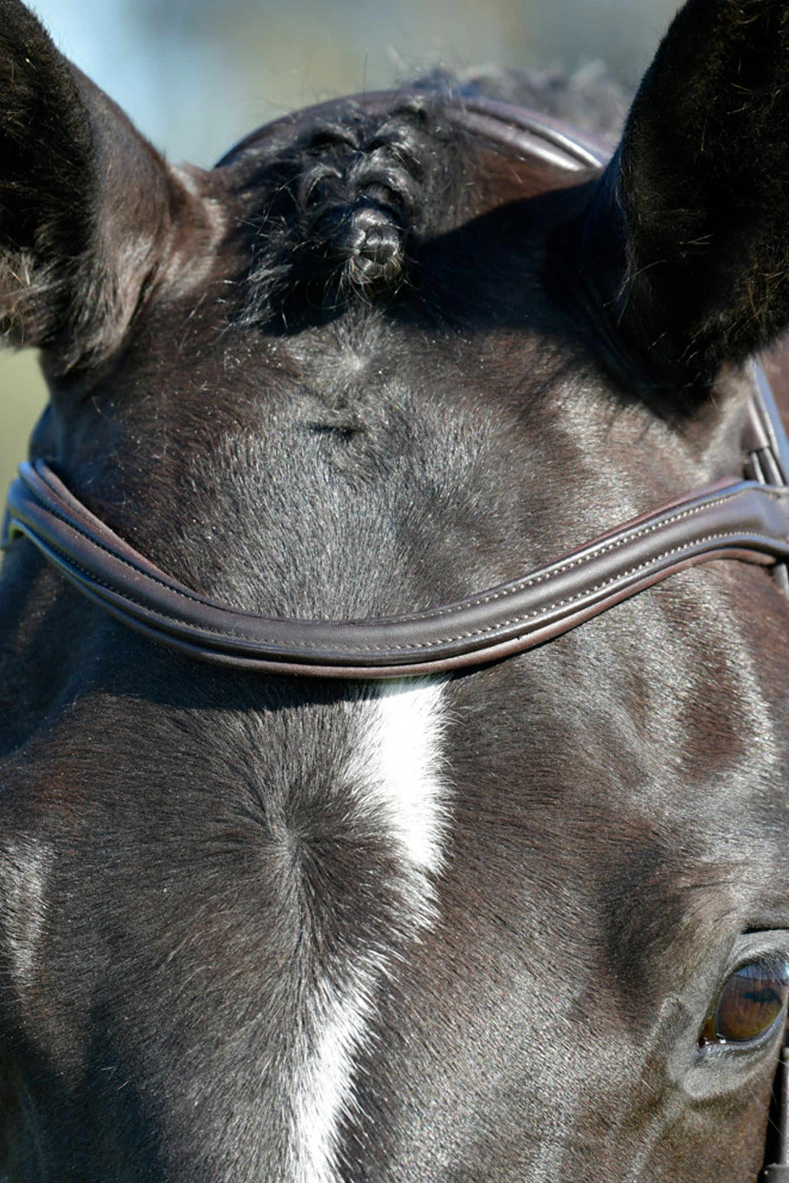 Collegiate Comfitec Opulux enkel, polstret hodelag med kombinert hannoveransk nesereim