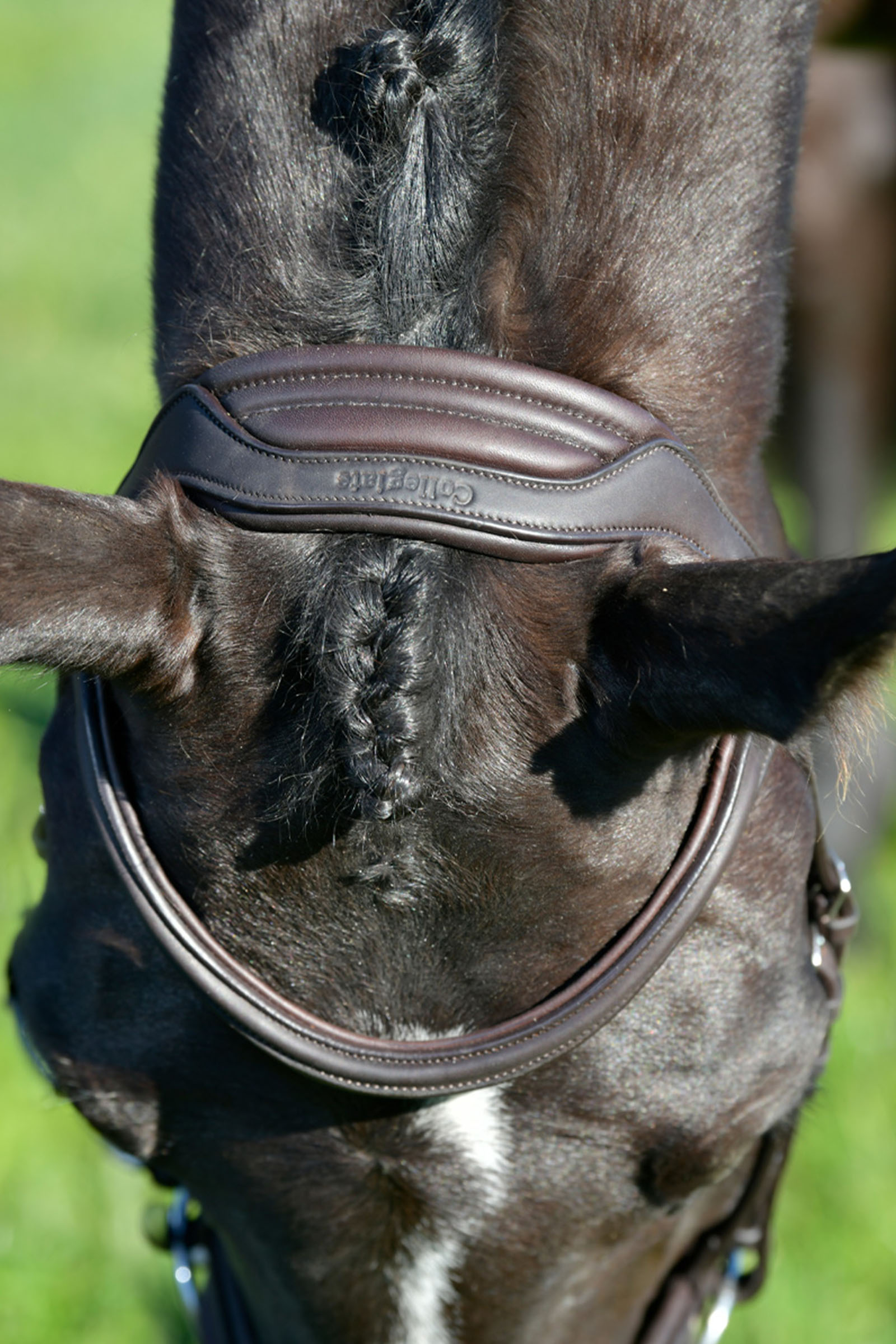 Collegiate Comfitec Opulux enkel, polstret hodelag med kombinert hannoveransk nesereim