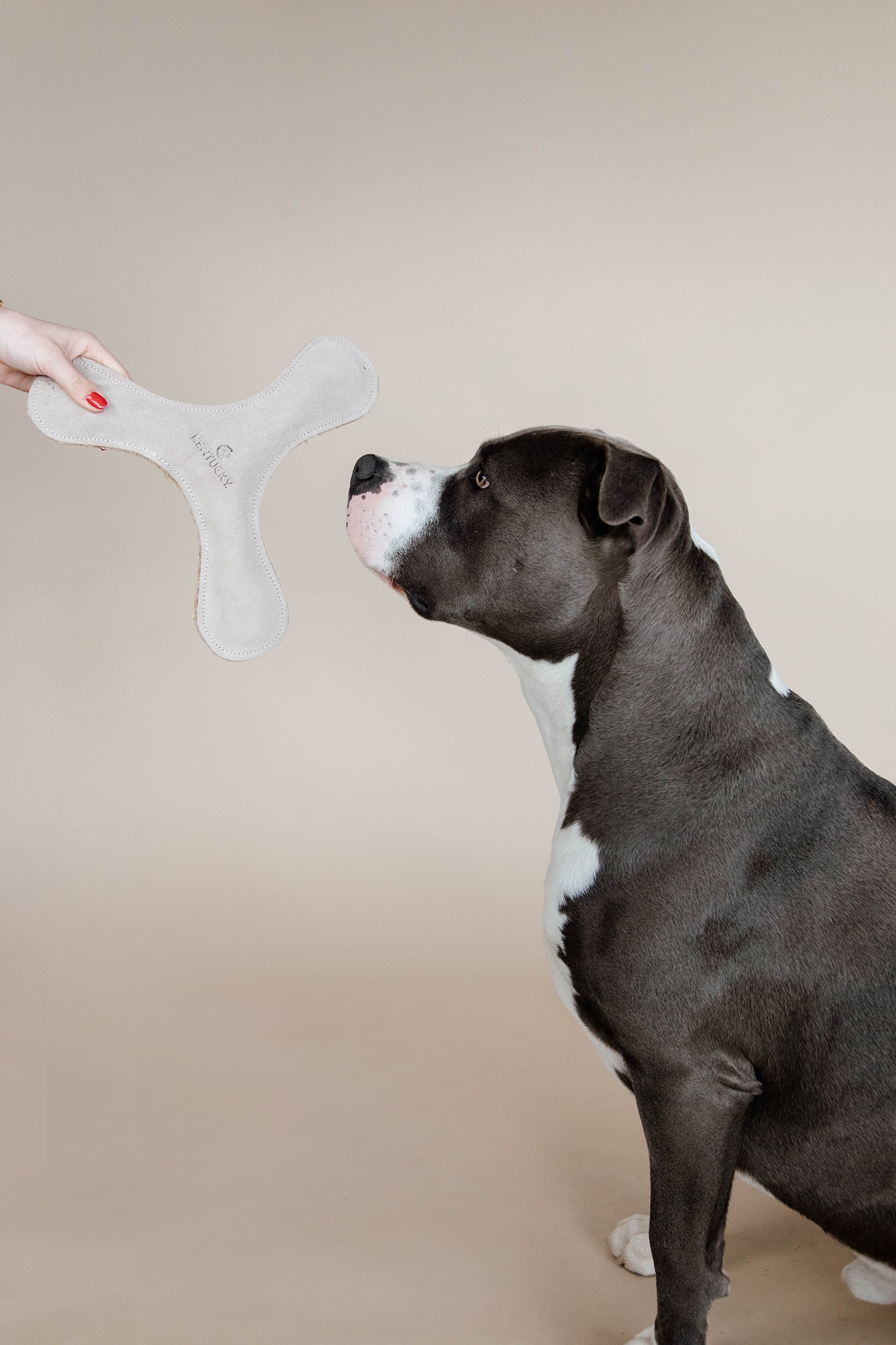 Kentucky Dogwear Pastel Boomerang hundeleke