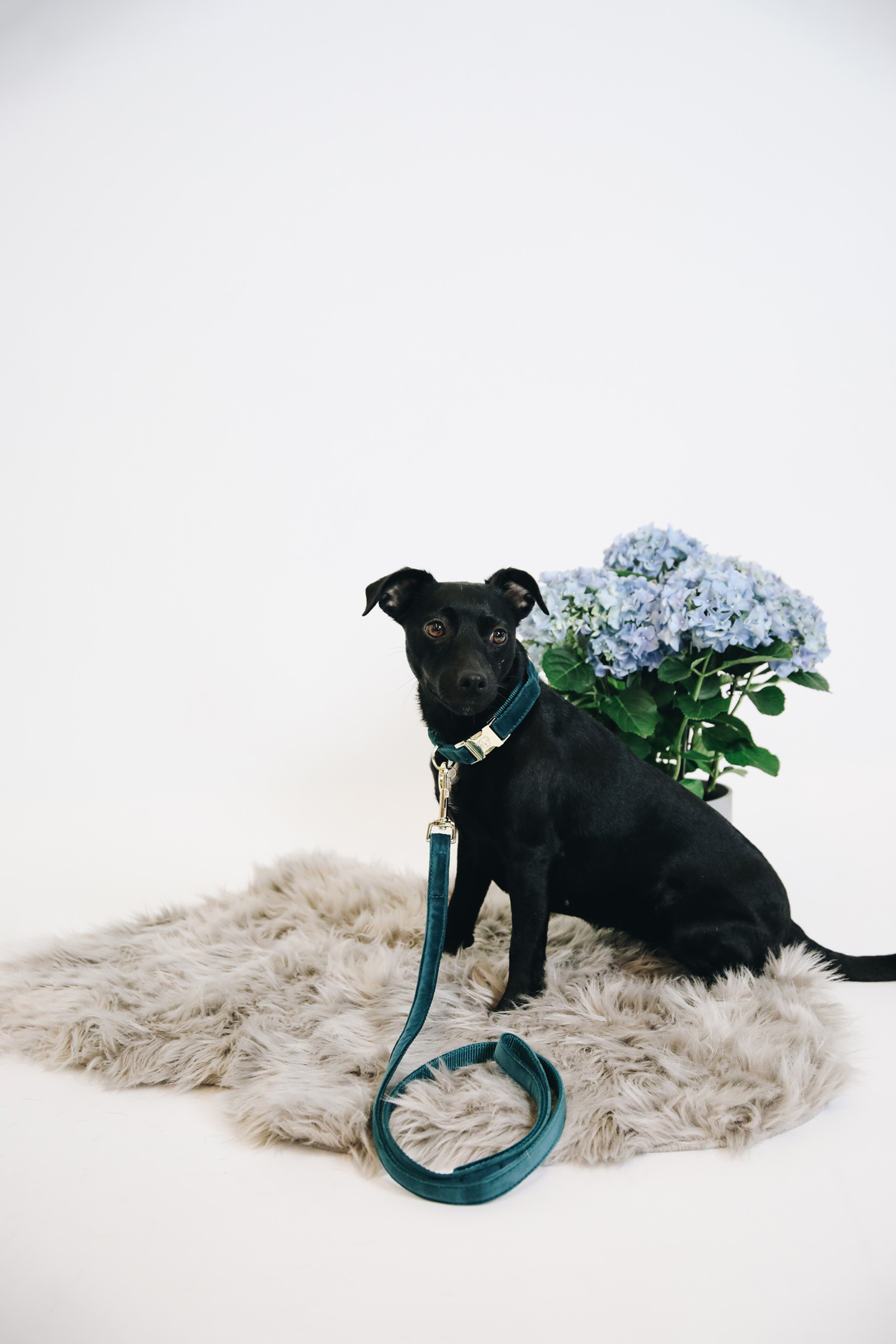 Kentucky Dogwear Velvet hundekobbel