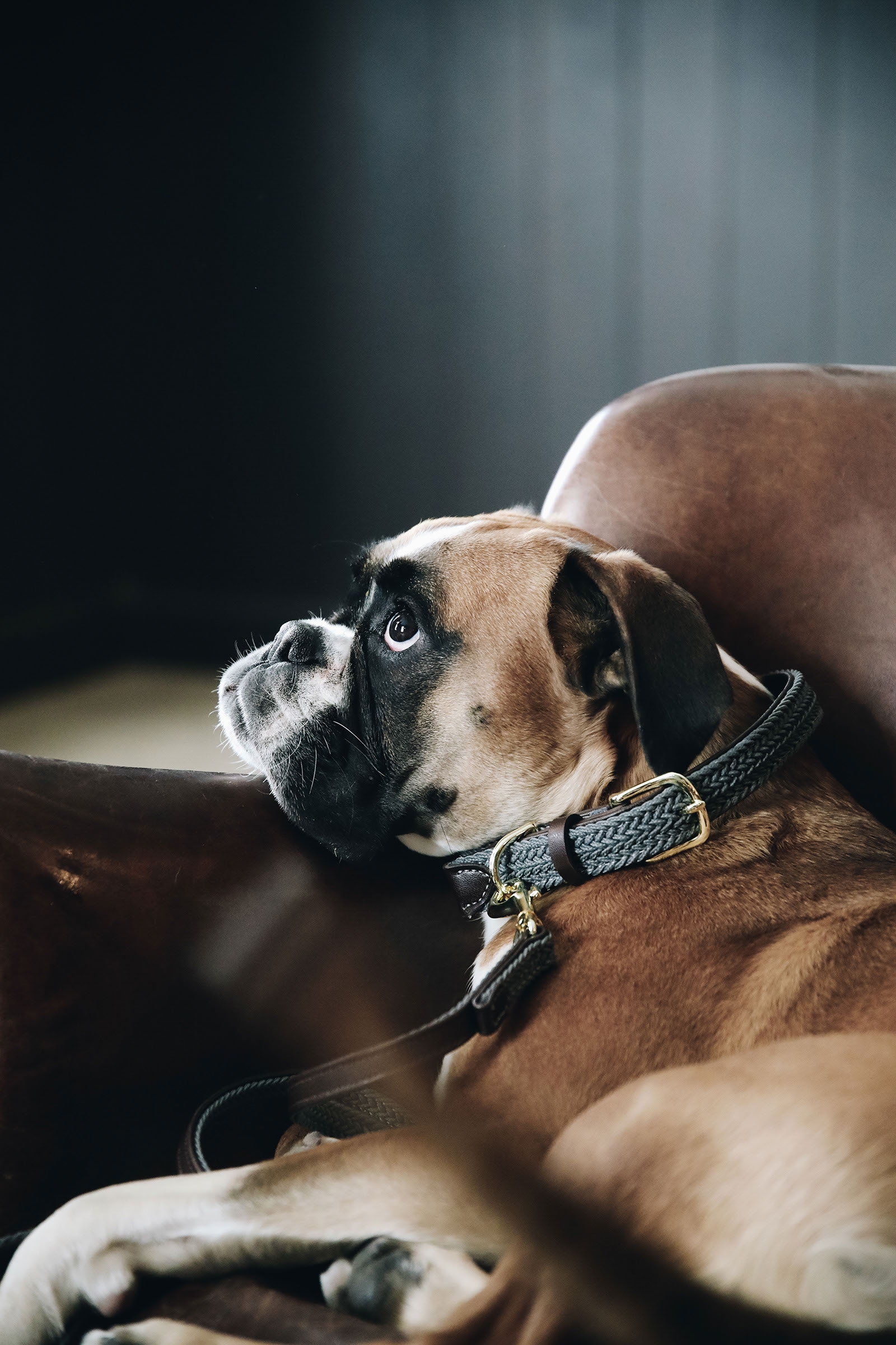 Grey Kentucky Dogwear flettet hundehalsb&aring;nd, nylon