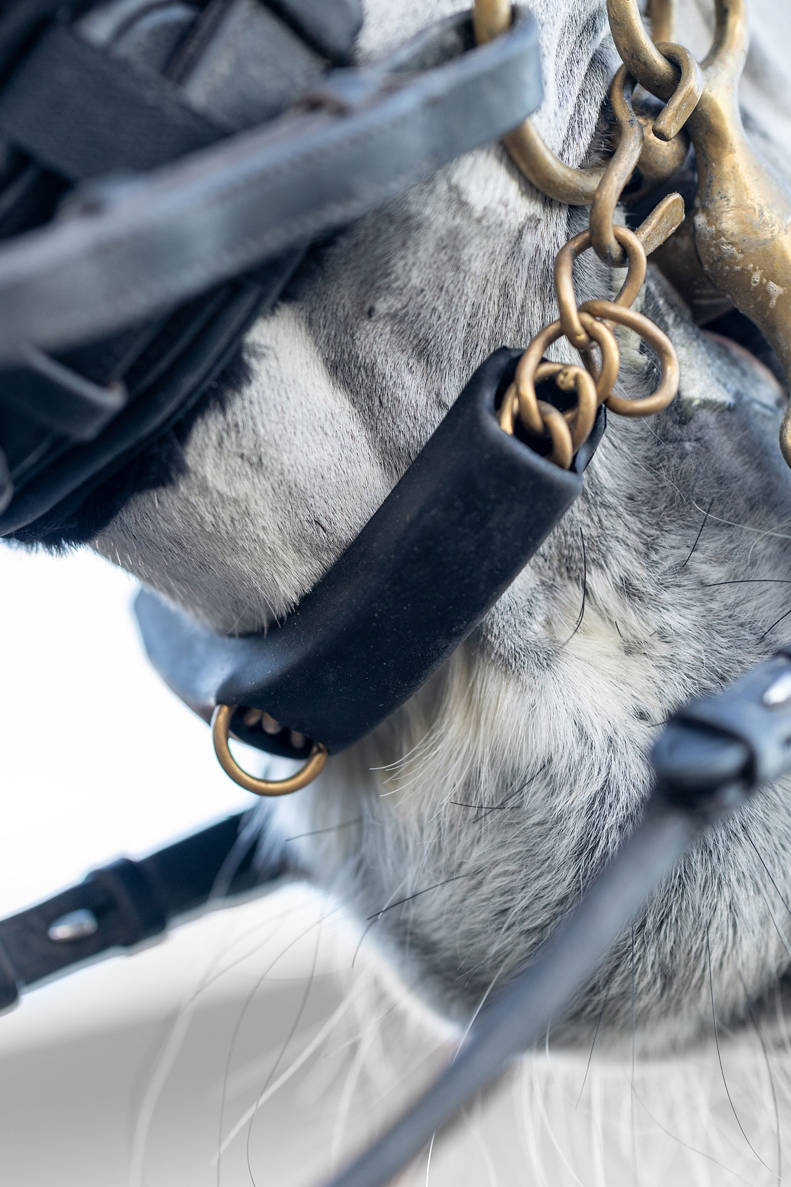 LeMieux hakekjedeforbeskytter