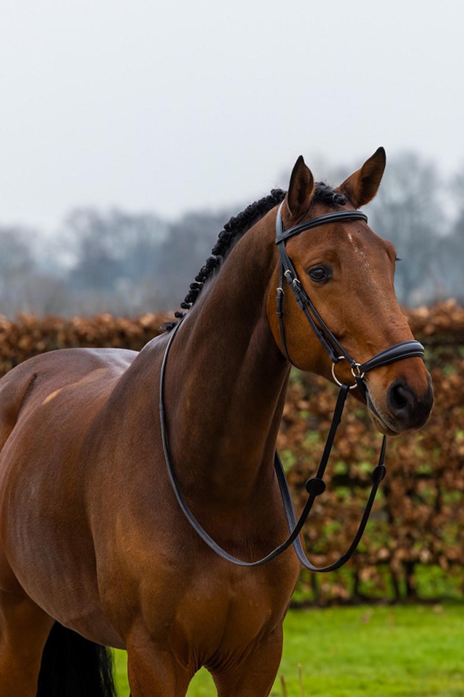 Trust Equestrian Rome Hannoveransk nesereim hodelag