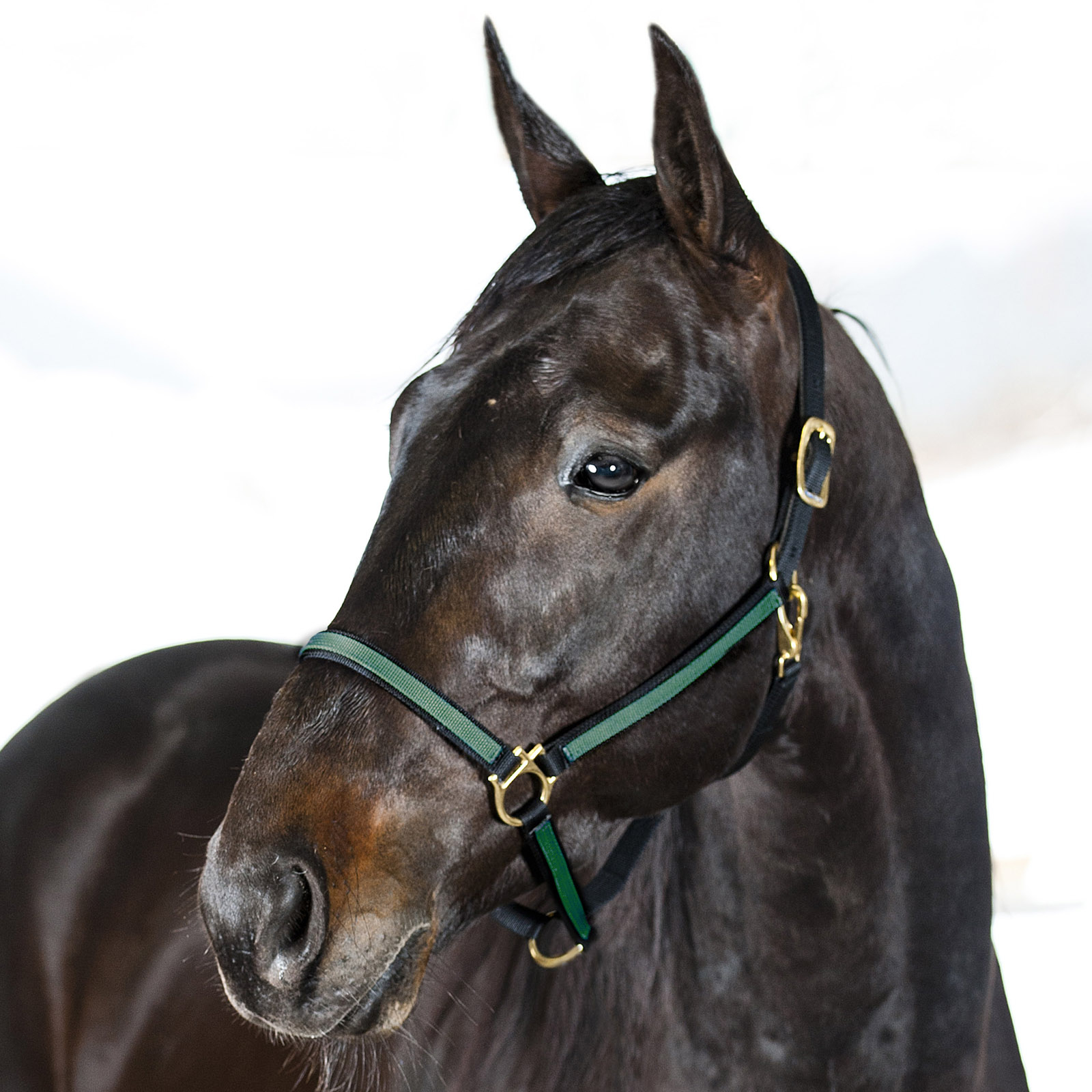 Black/Dark Green Finntack Pro syntetisk Yankee nylongrime