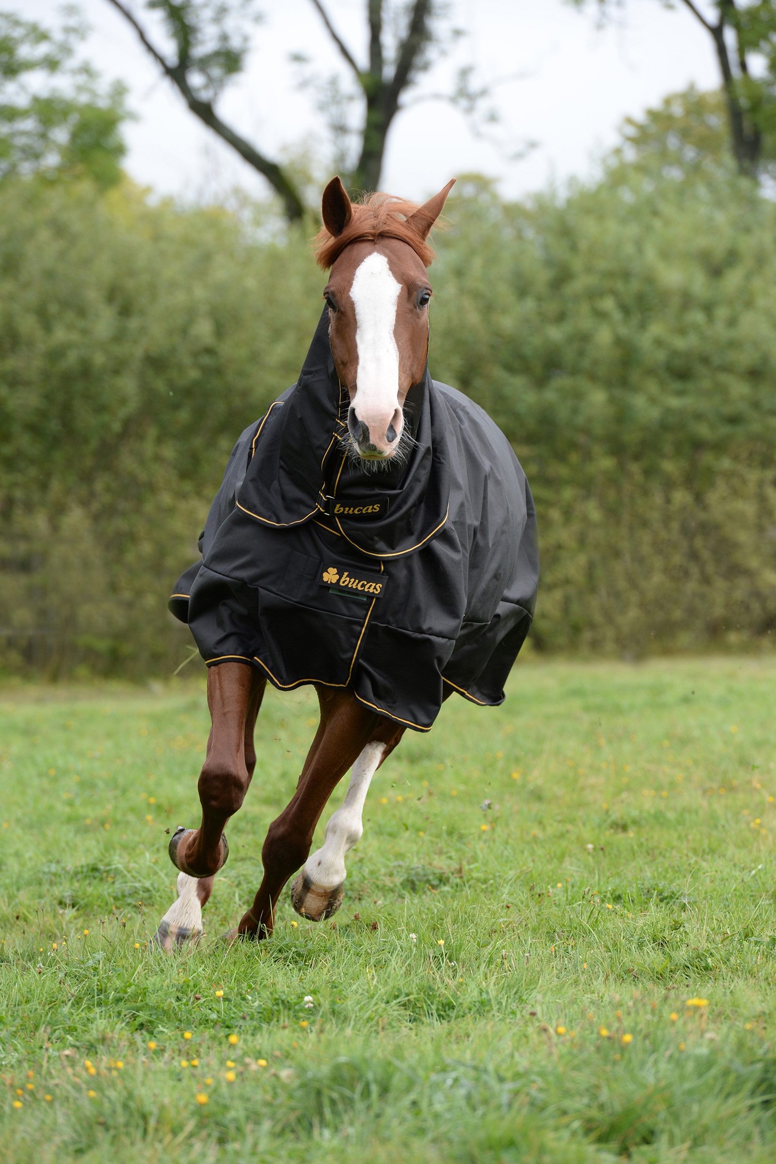 Bucas Irish turnout Extra, ponni