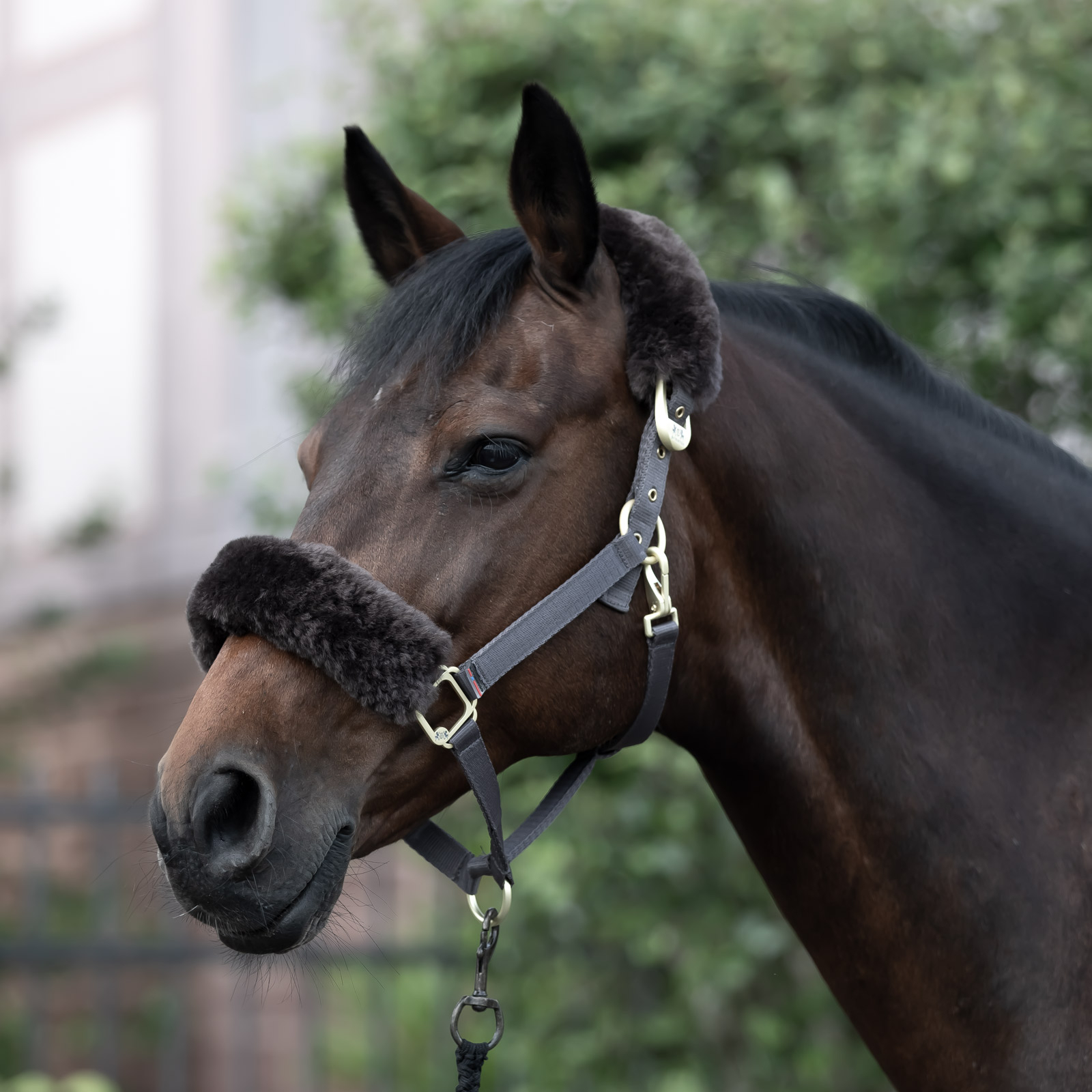 B Vertigo Laurier grime med saueskinn