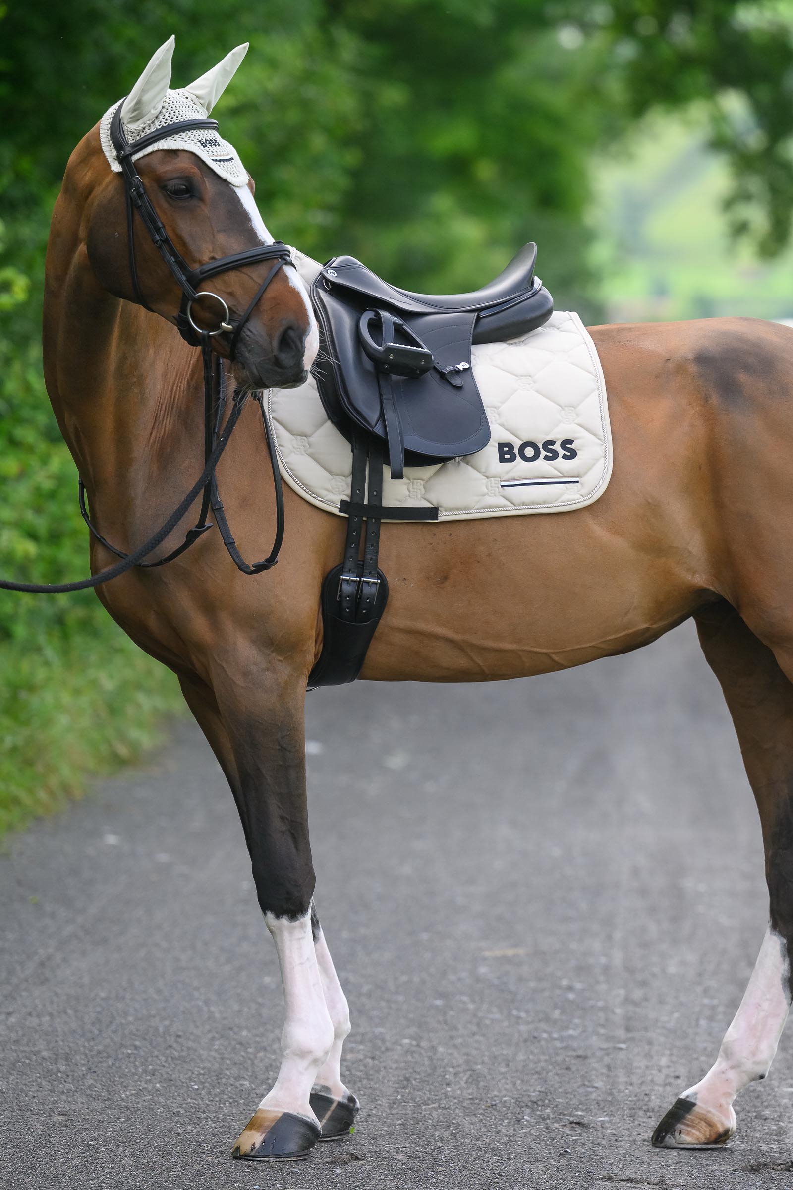 Boss Cambridge Dressursjabrak
