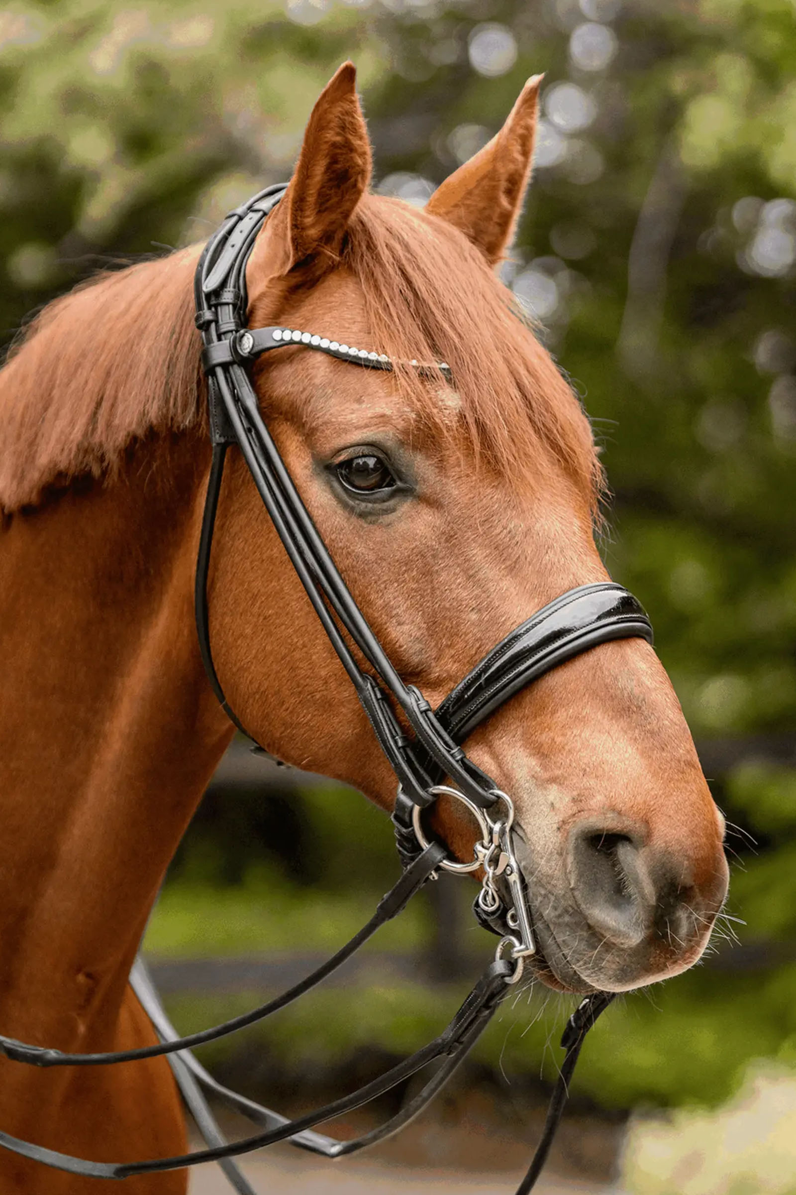 Sprenger Novocontact Weymouth 14mm Sensogan med 5cm rustfrie st&aring;lkjefter