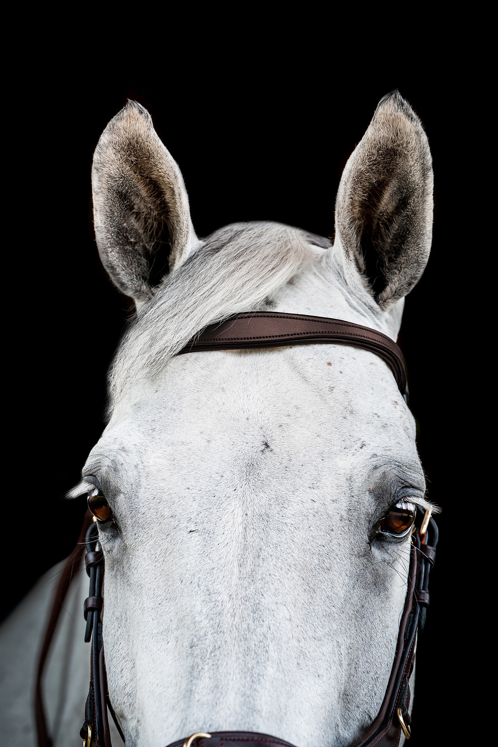 Horseware Micklem 2 Multi Hodelag