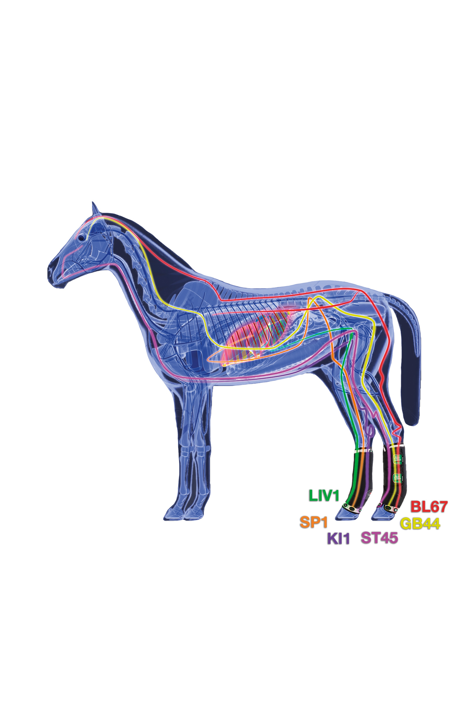 Zandona Air terapeutisk støttebelegg bakbein