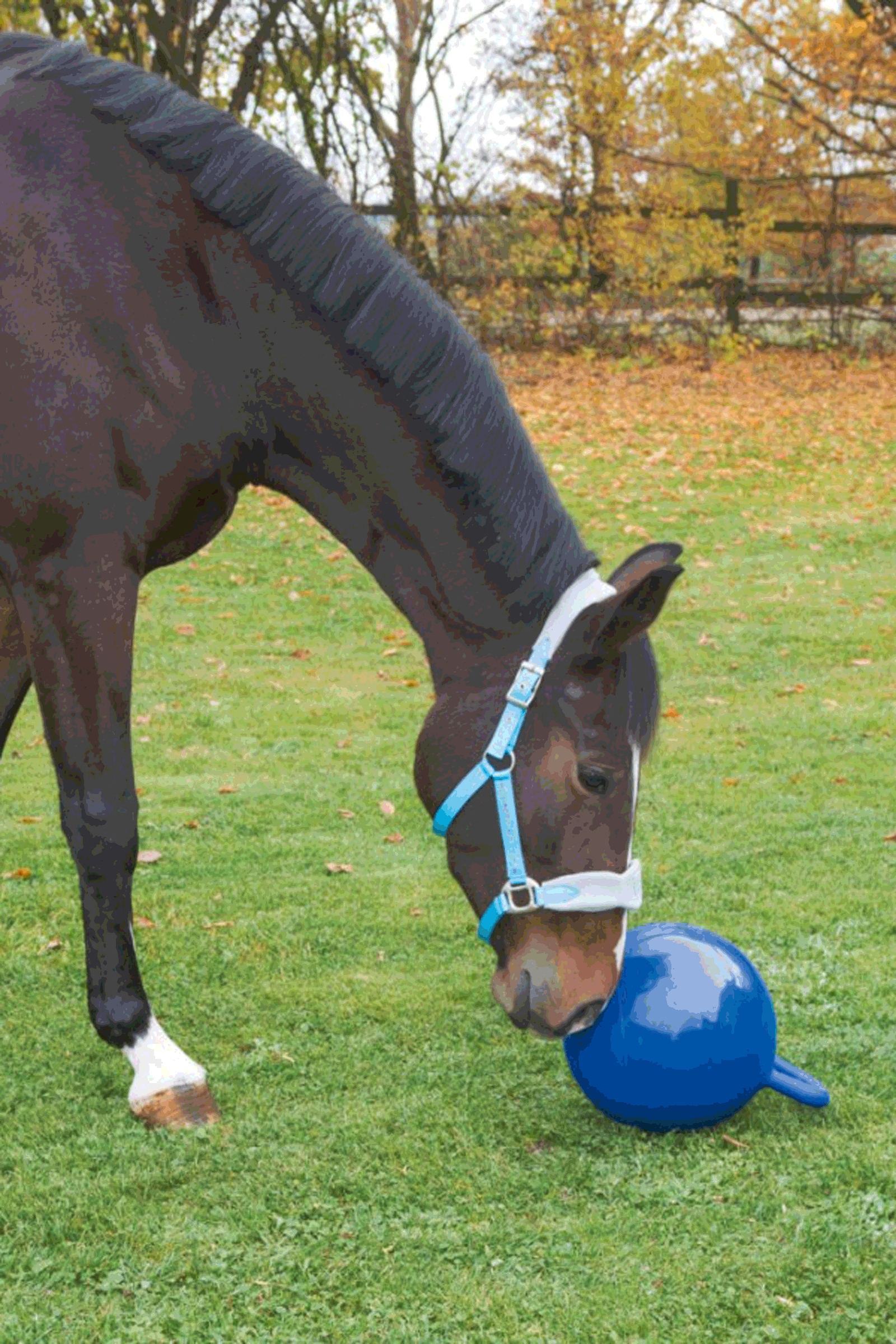 Kerbl Horse lekeball