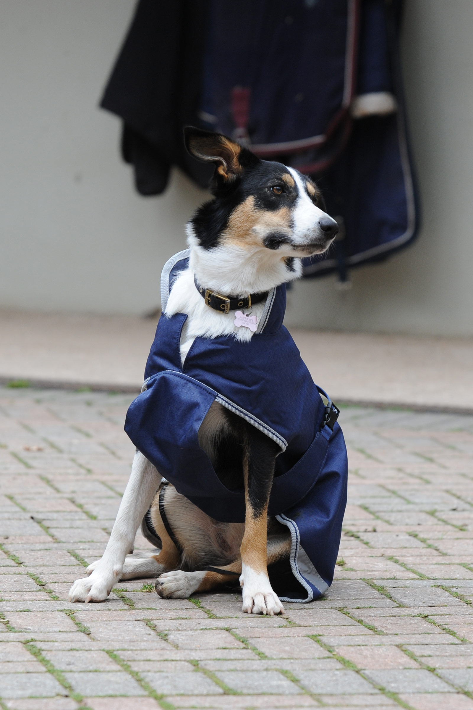 Bucas Freedom Hundedekken, 50g (50-75 cm)