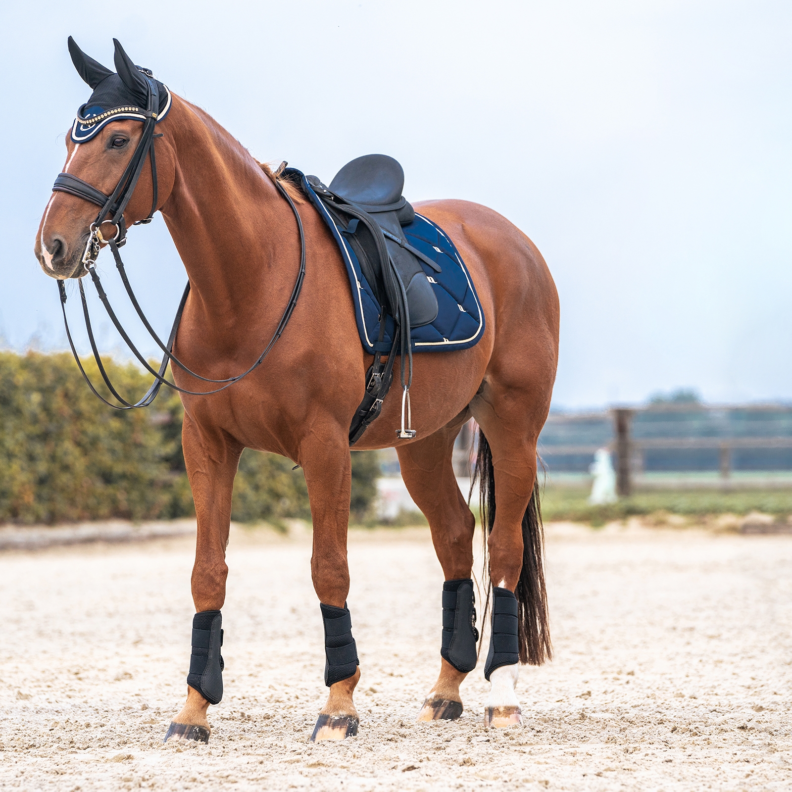 Back on Track Night Collection sjabrak, dressur