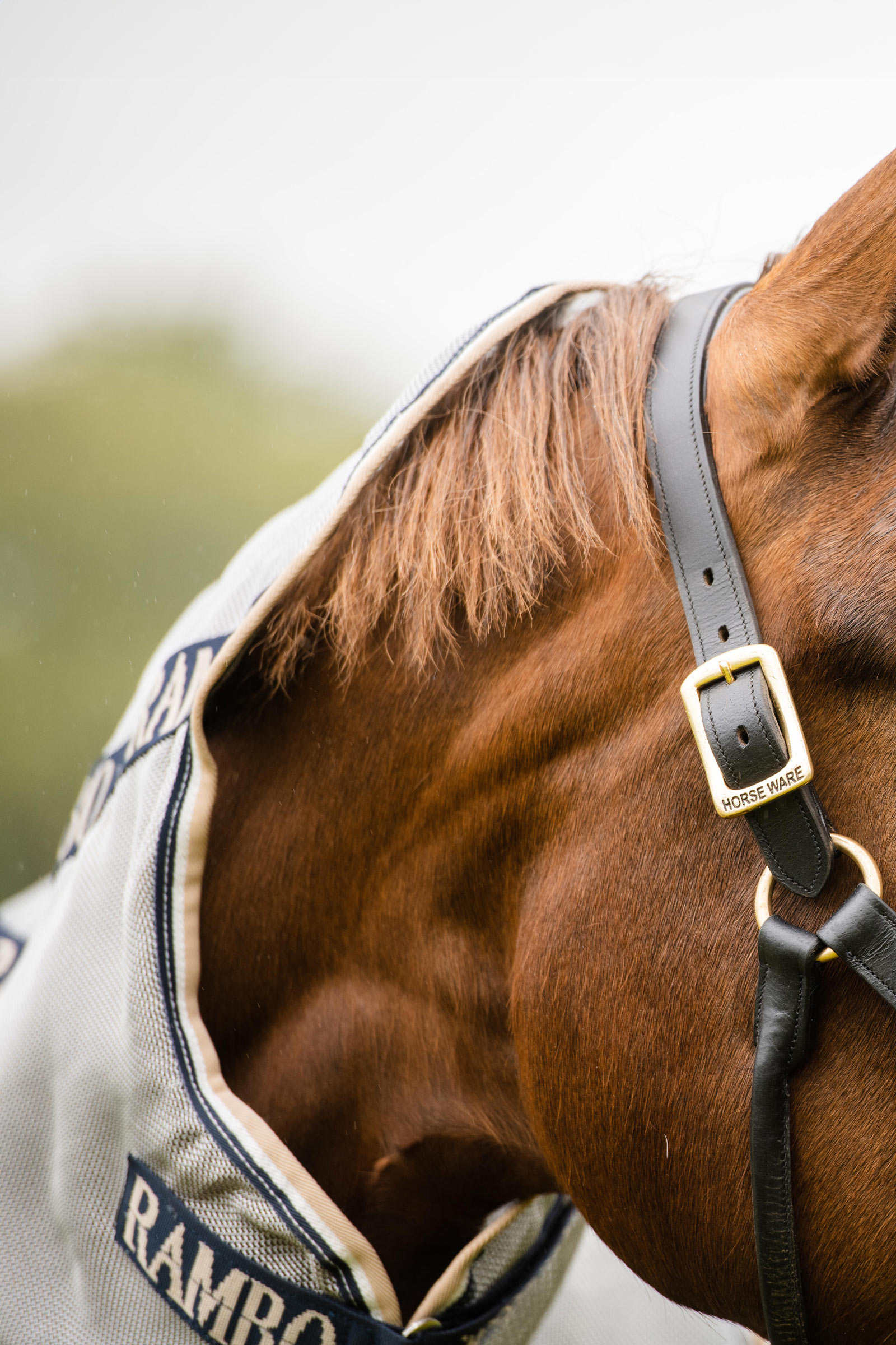 Horseware Rambo Protector fluedekken med avtakbar hals