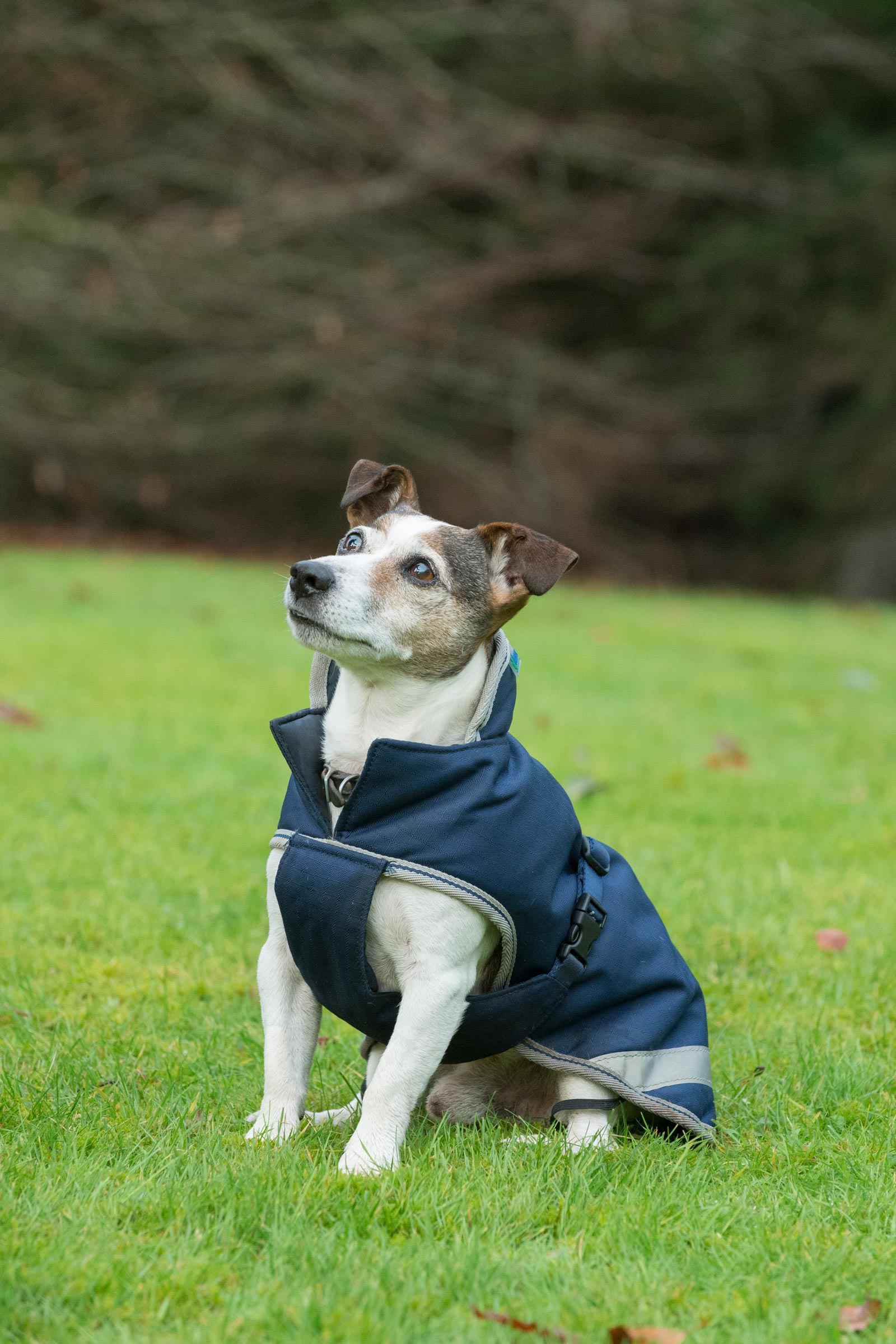 Bucas Freedom Hundedekken, 300g (30-45 cm)