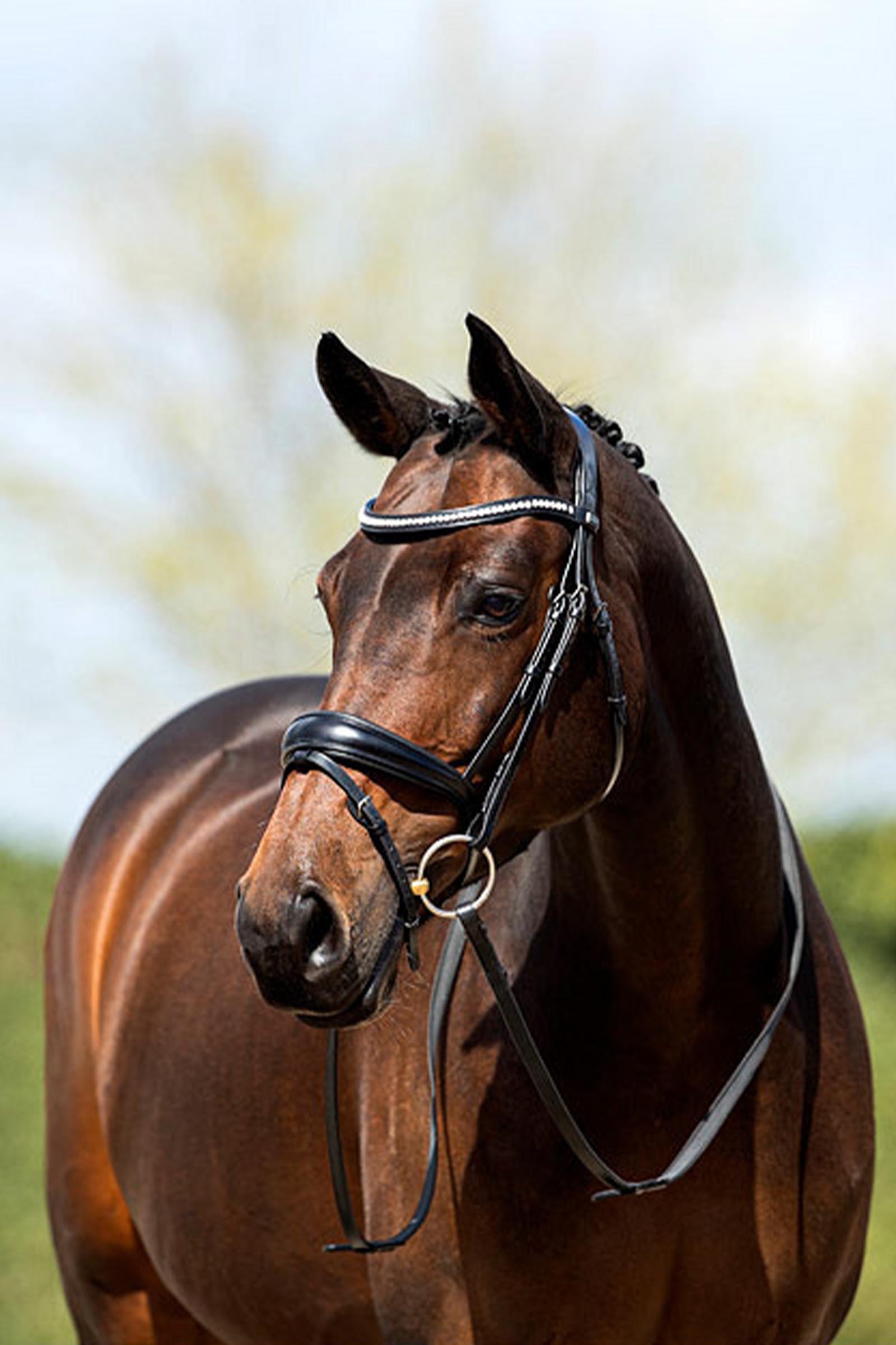 ANKY Anatomic Hodelag med Kombinert Nesereim, Polstret