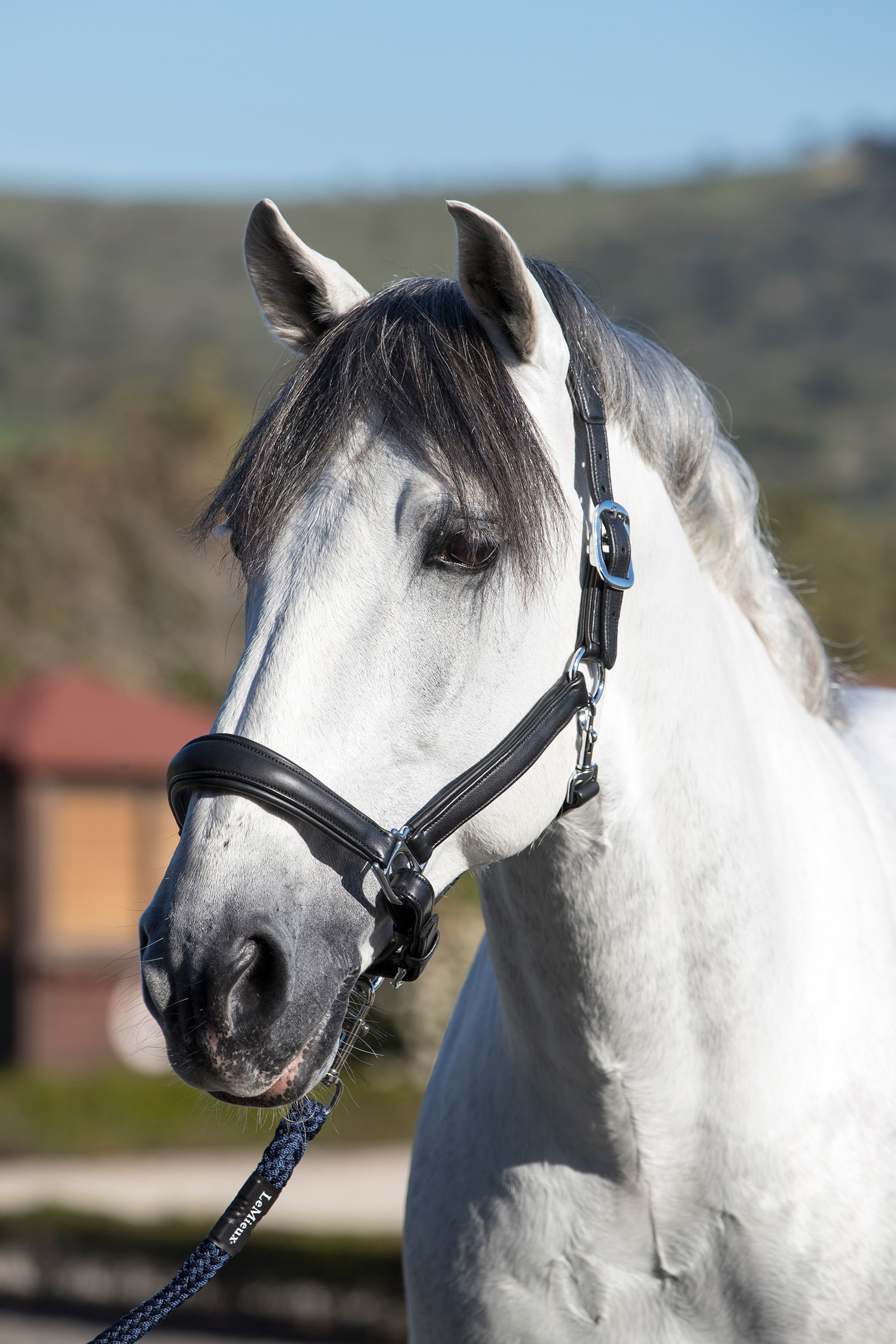 LeMieux Anatomisk lær grime