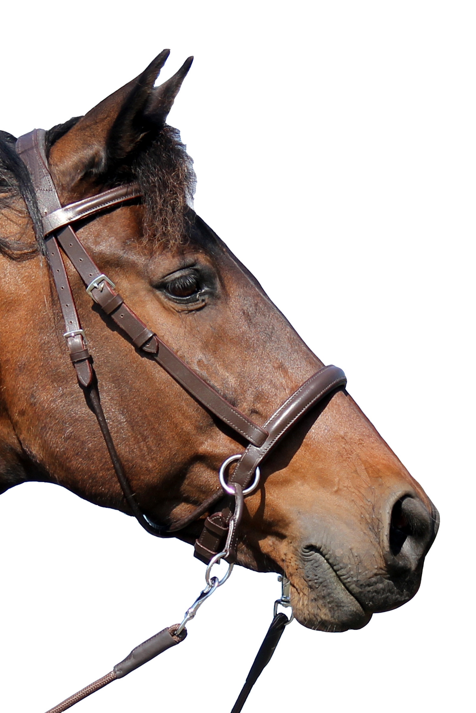F.R.A. Freedom Riding Articles El Camin bittless bridle (system 5) med myke tøyler