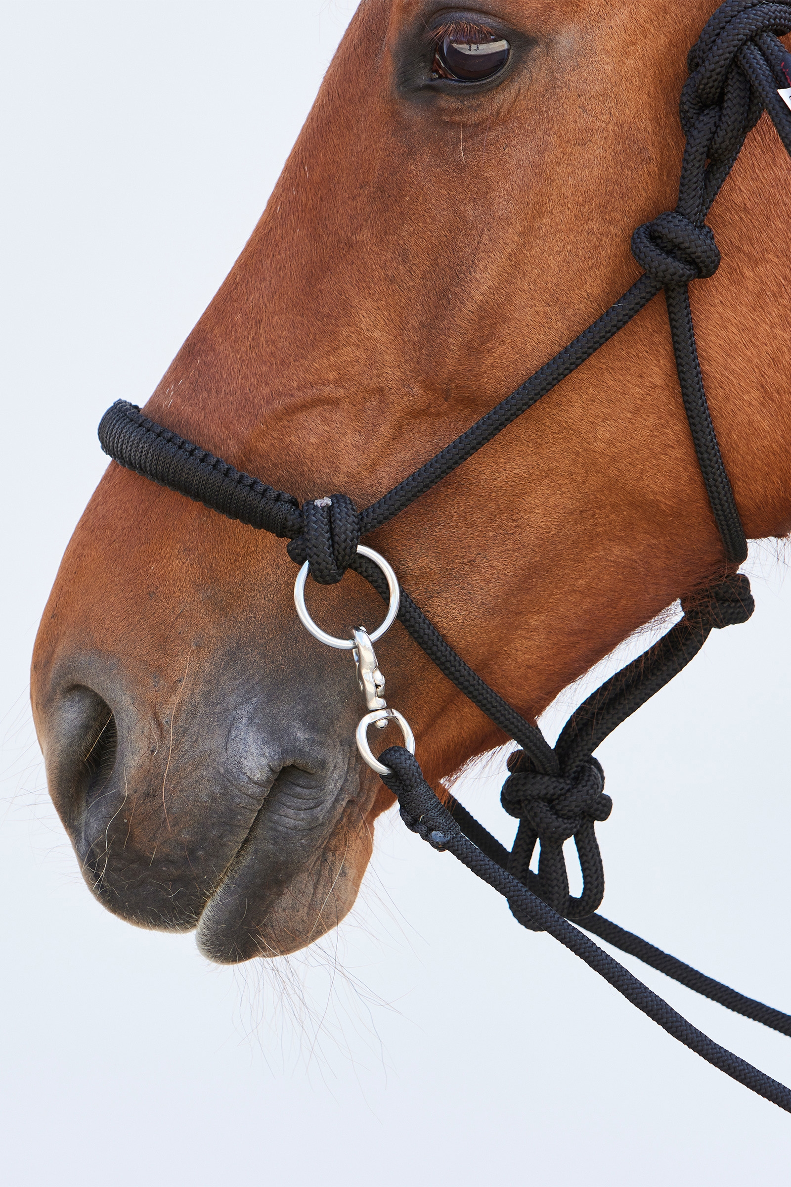 Kieffer Ruby taugrime