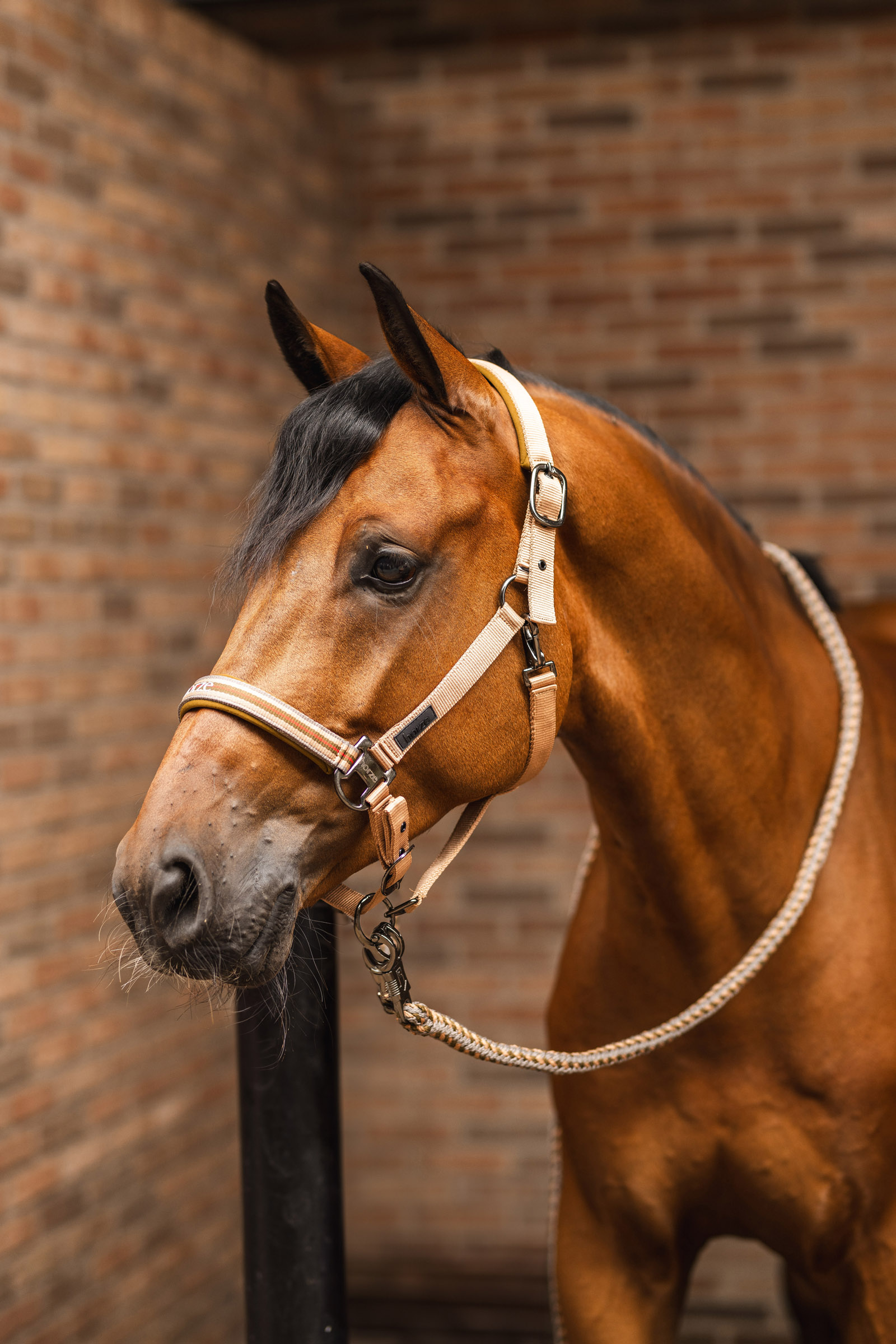 Horze High Life leietau med panikkrok