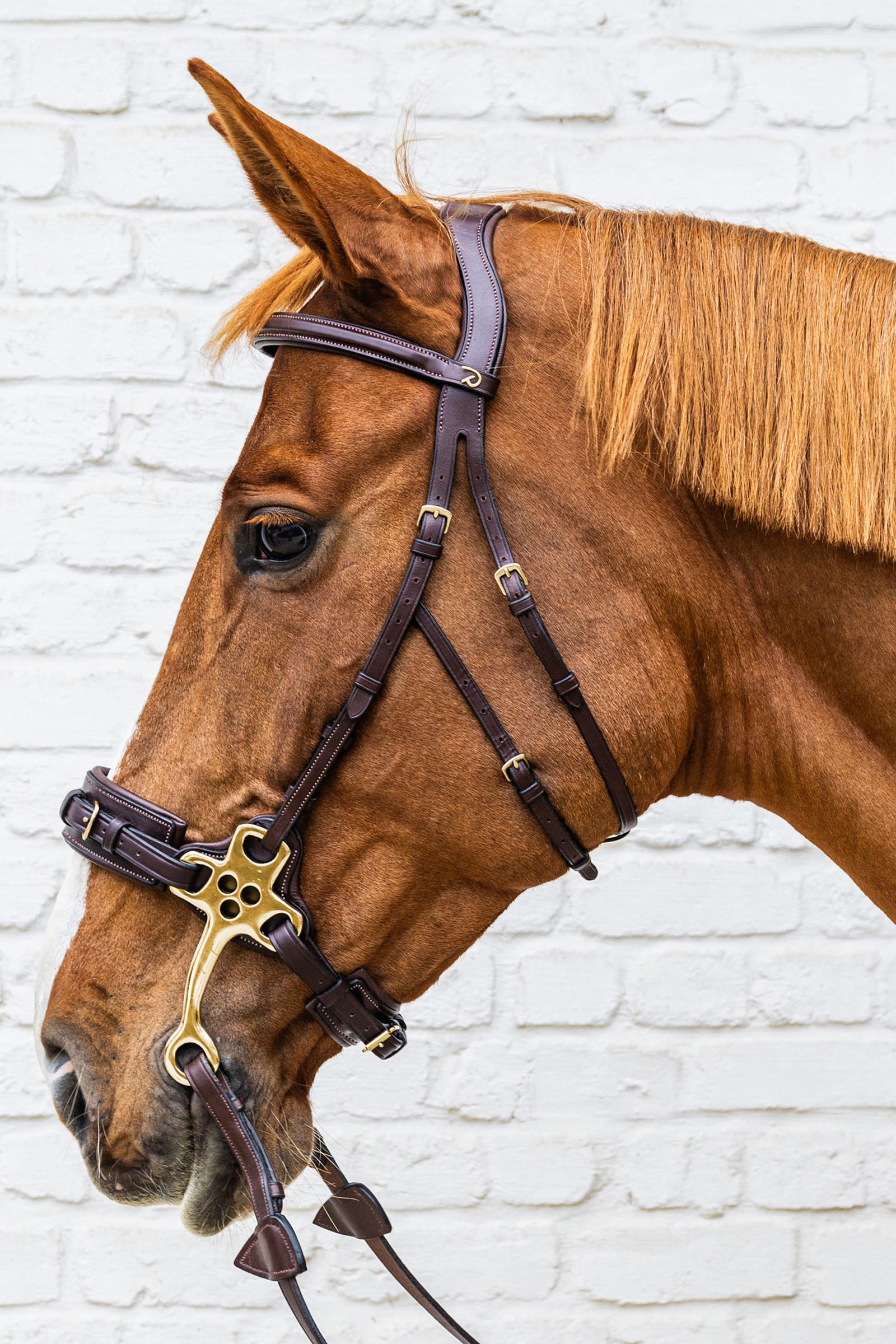 Dy'on D-Collection hackamore hodelag  