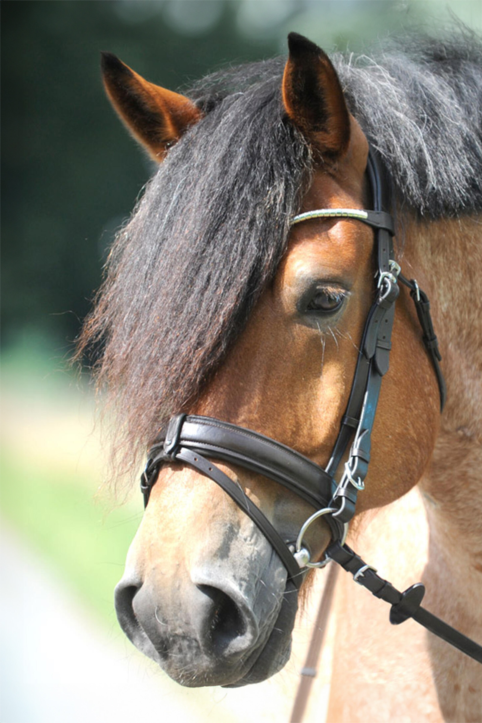 Brown/Silver Kavalkade Clinchesse Bridle