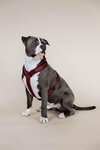 Kentucky Dogwear Active Velvet sele