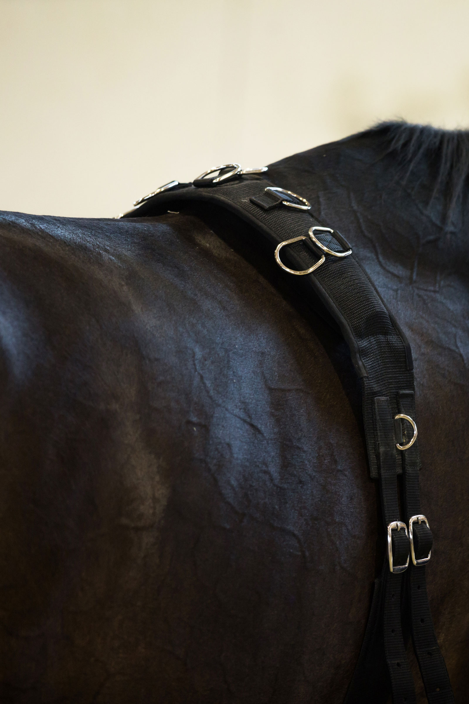 Horze longeringsgjord i nylon