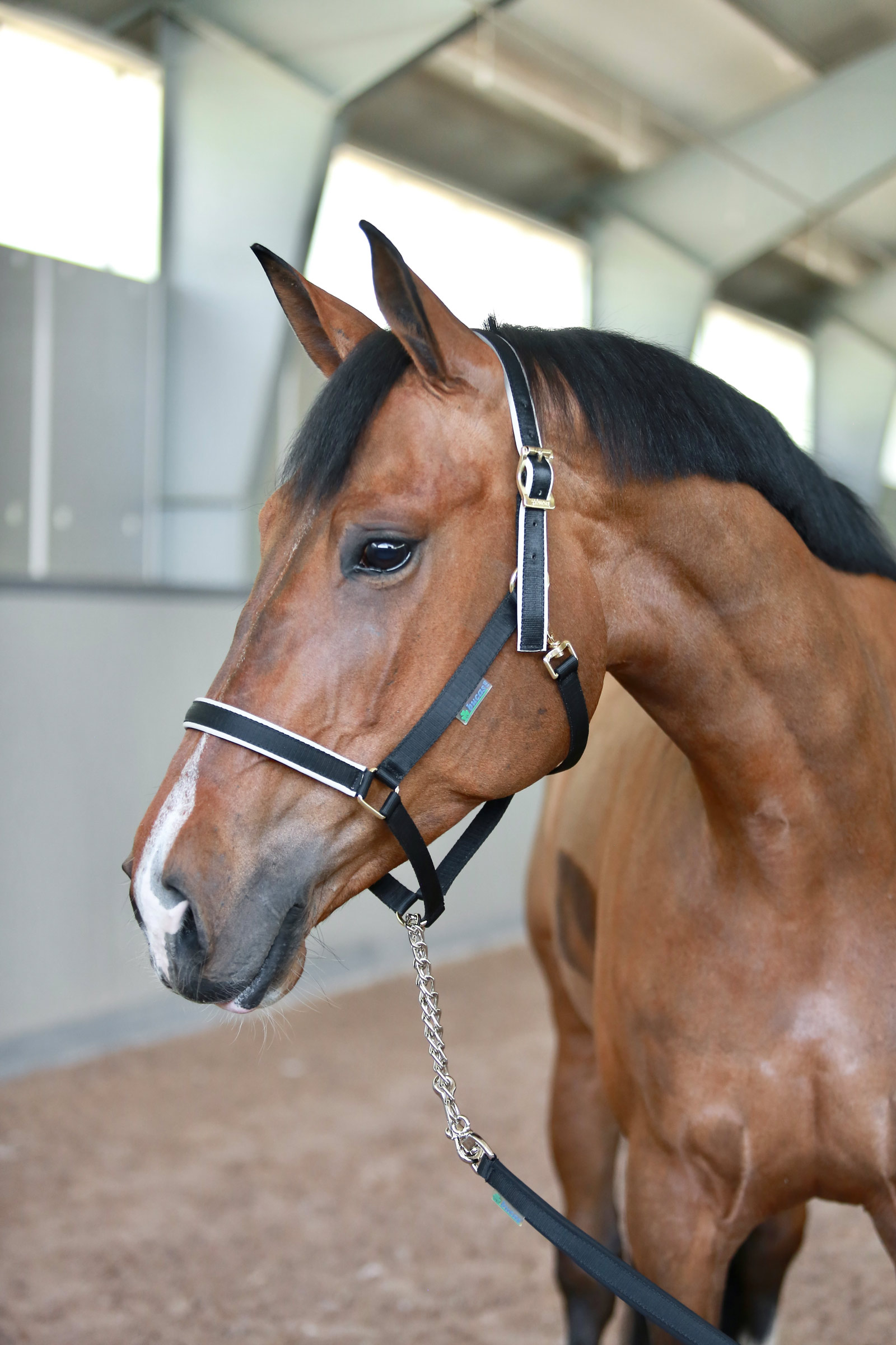 Bucas Stallion leietau med kjetting