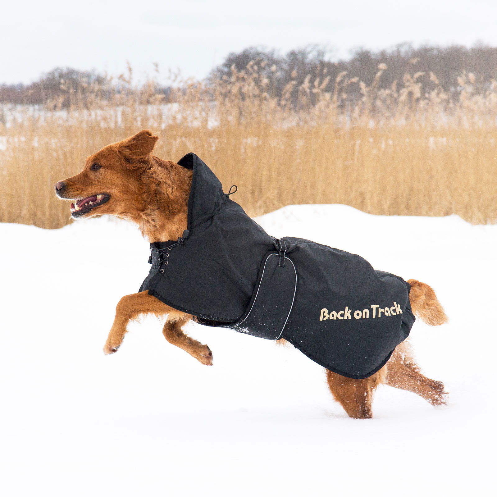 Back on Track hundedekken (63-91)