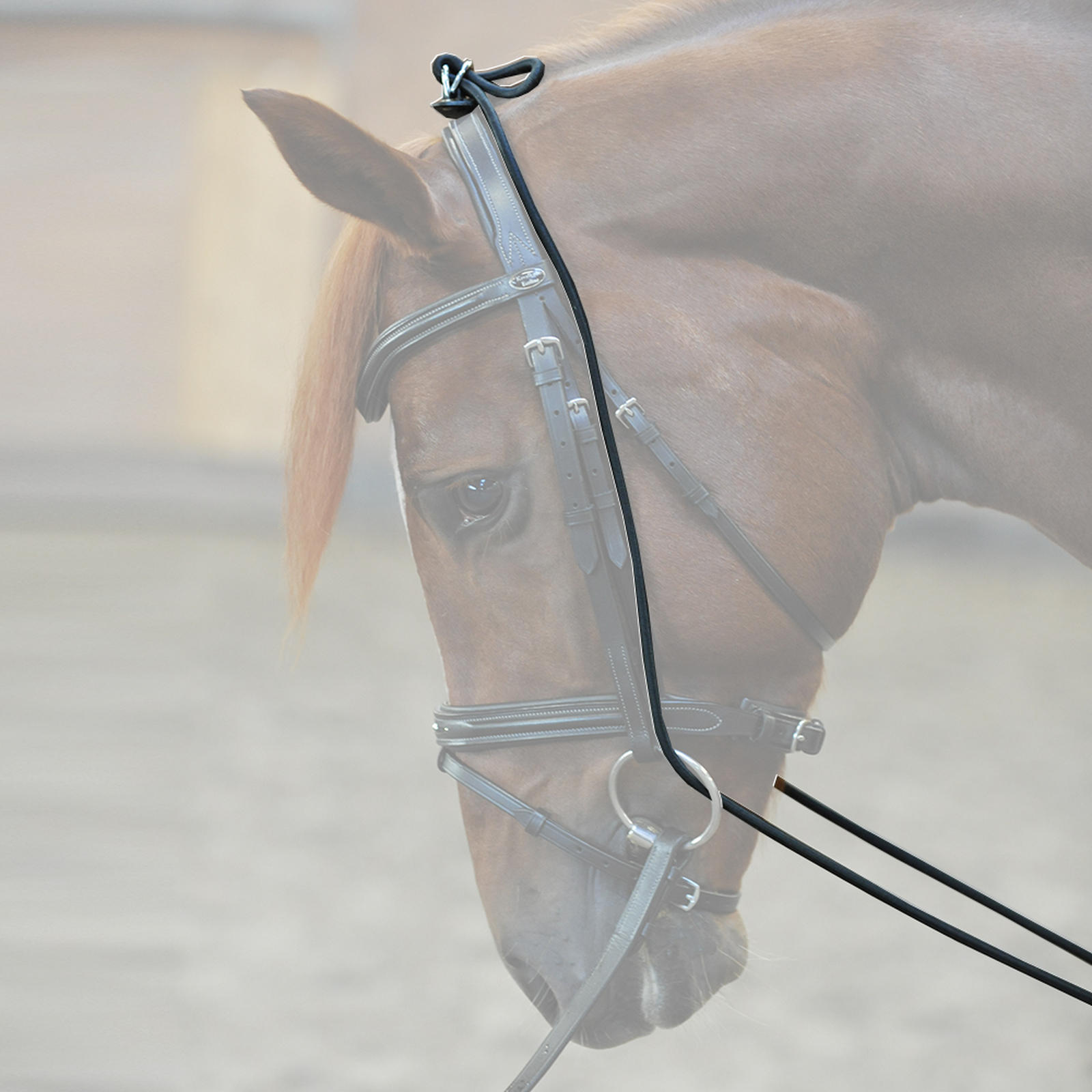 Kavalkade Bungie, elastisk