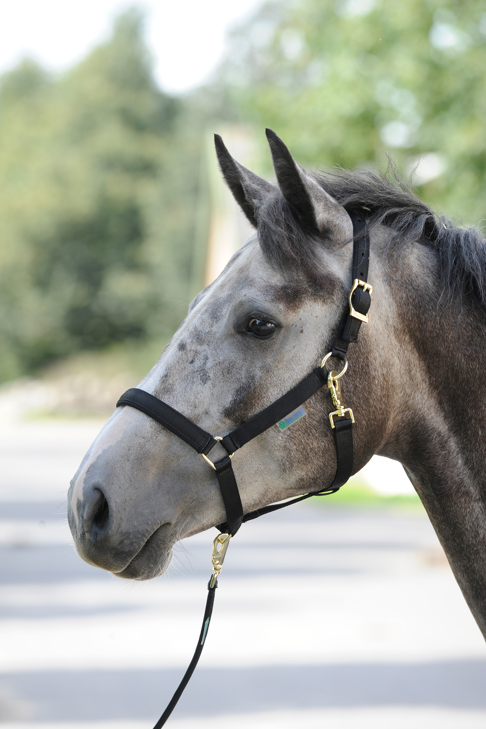 Black/Black Bucas Dublin, polstret luksusgrime