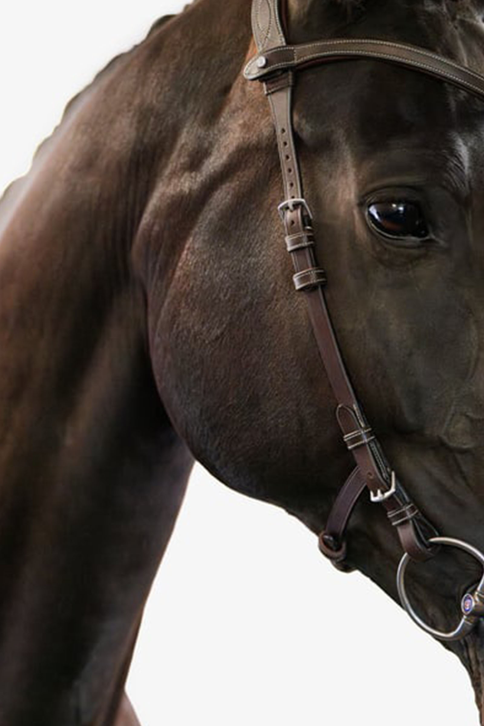 PS of Sweden Helsinki hodelag