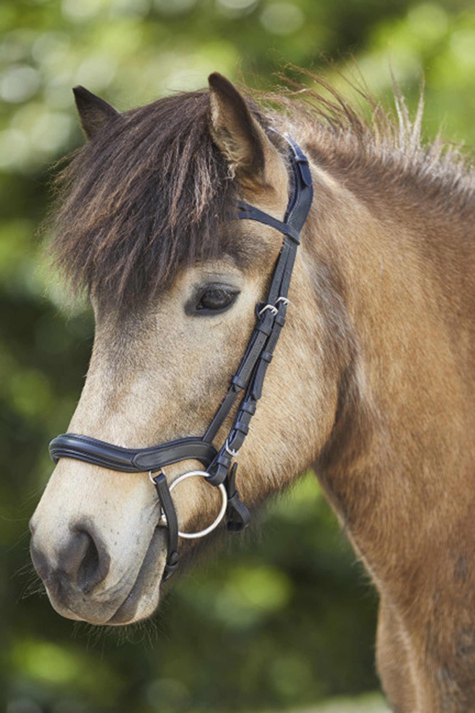 Waldhausen Anatomisk Islandsk Hodelag