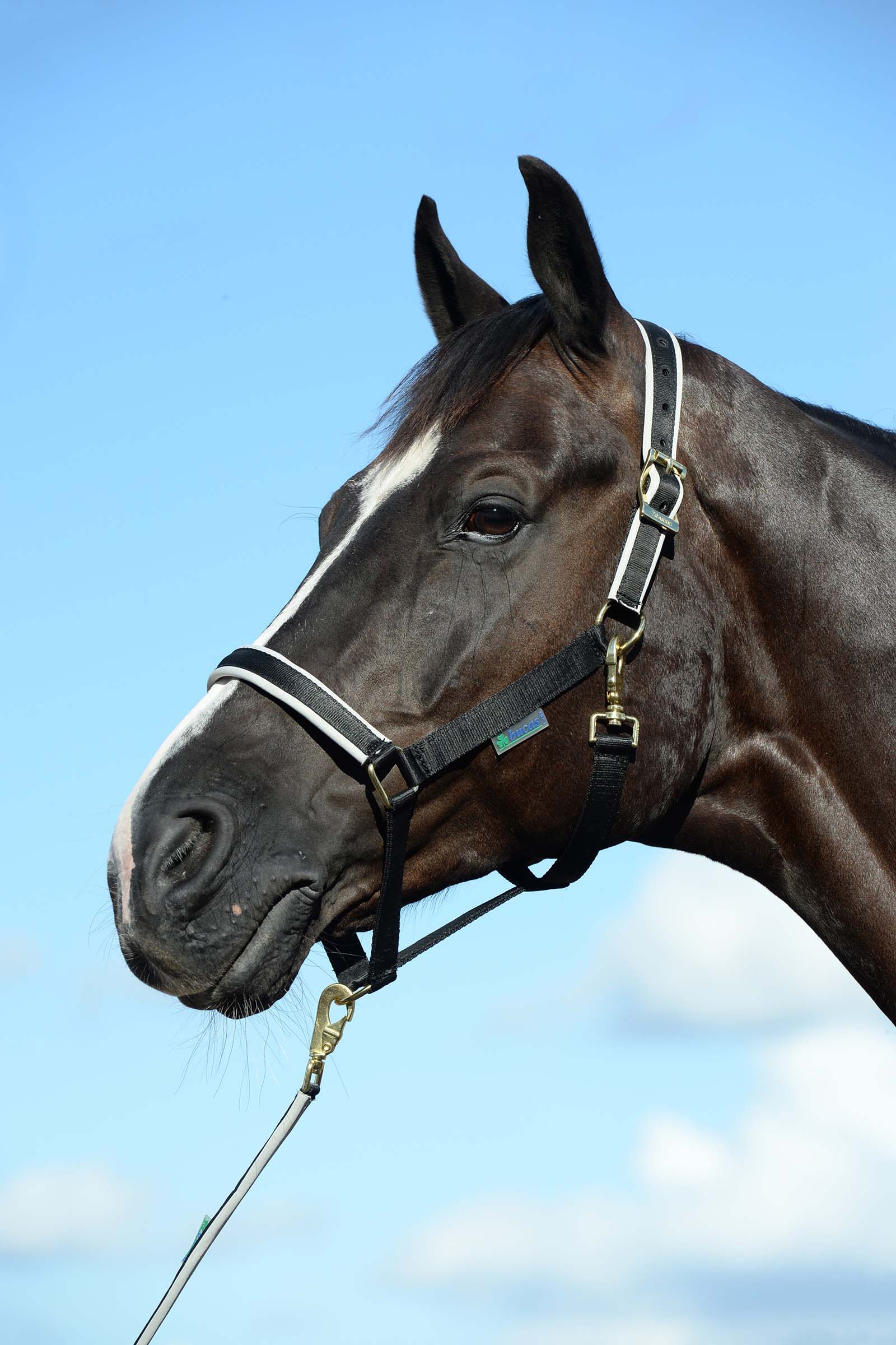 Black/Silver Bucas Dublin, polstret luksusgrime